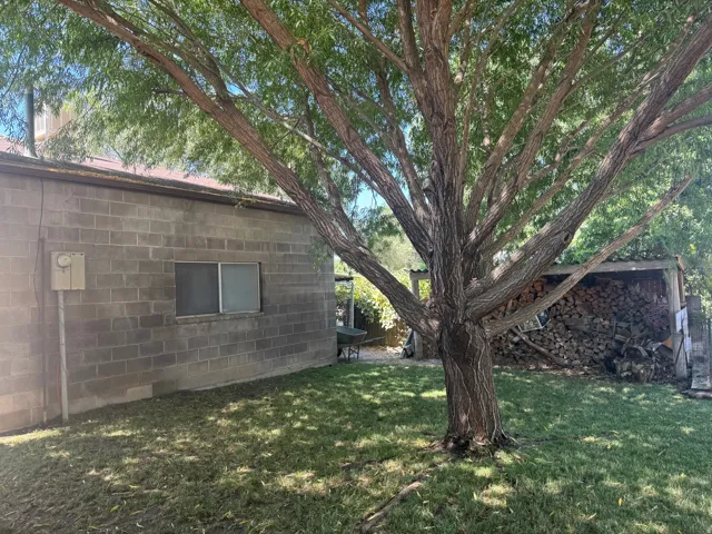Mature deciduous tree over a grassy lawn