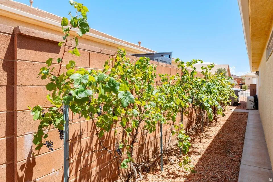 Side yard featuring mature grapevines along a block wall
