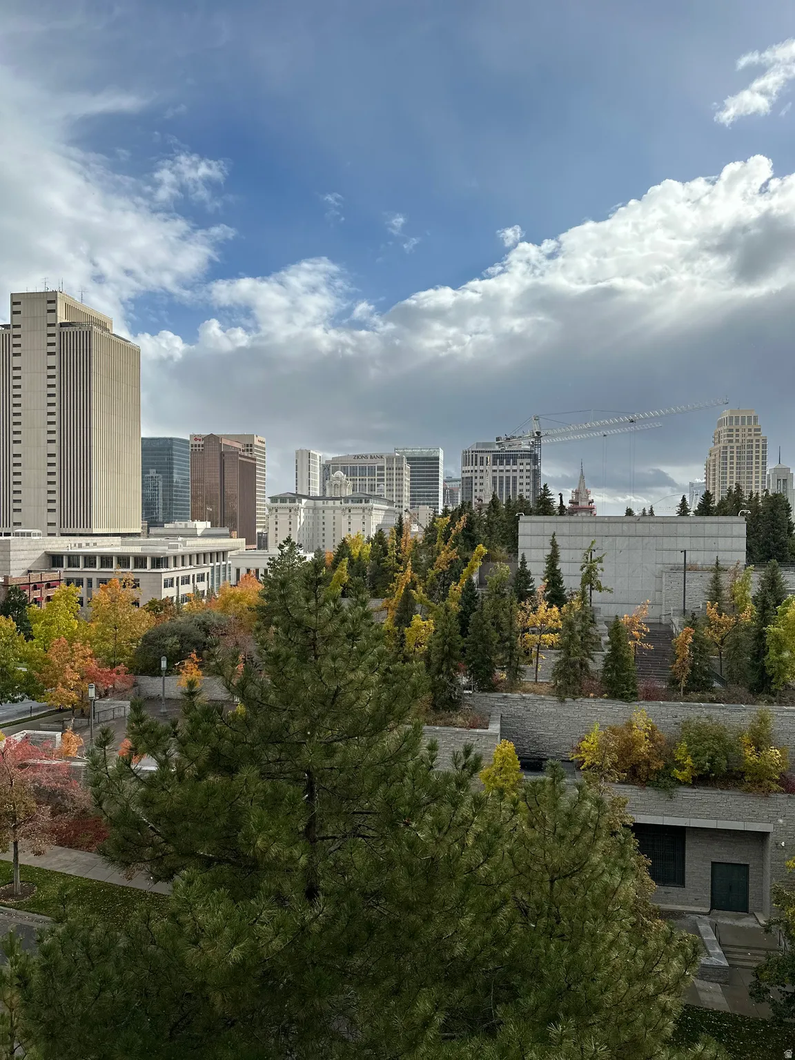 Expansive urban canopy with broadleaf and conifer trees set against a backdrop of varied city architecture