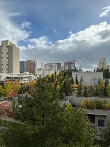 Expansive urban canopy with broadleaf and conifer trees set against a backdrop of varied city architecture