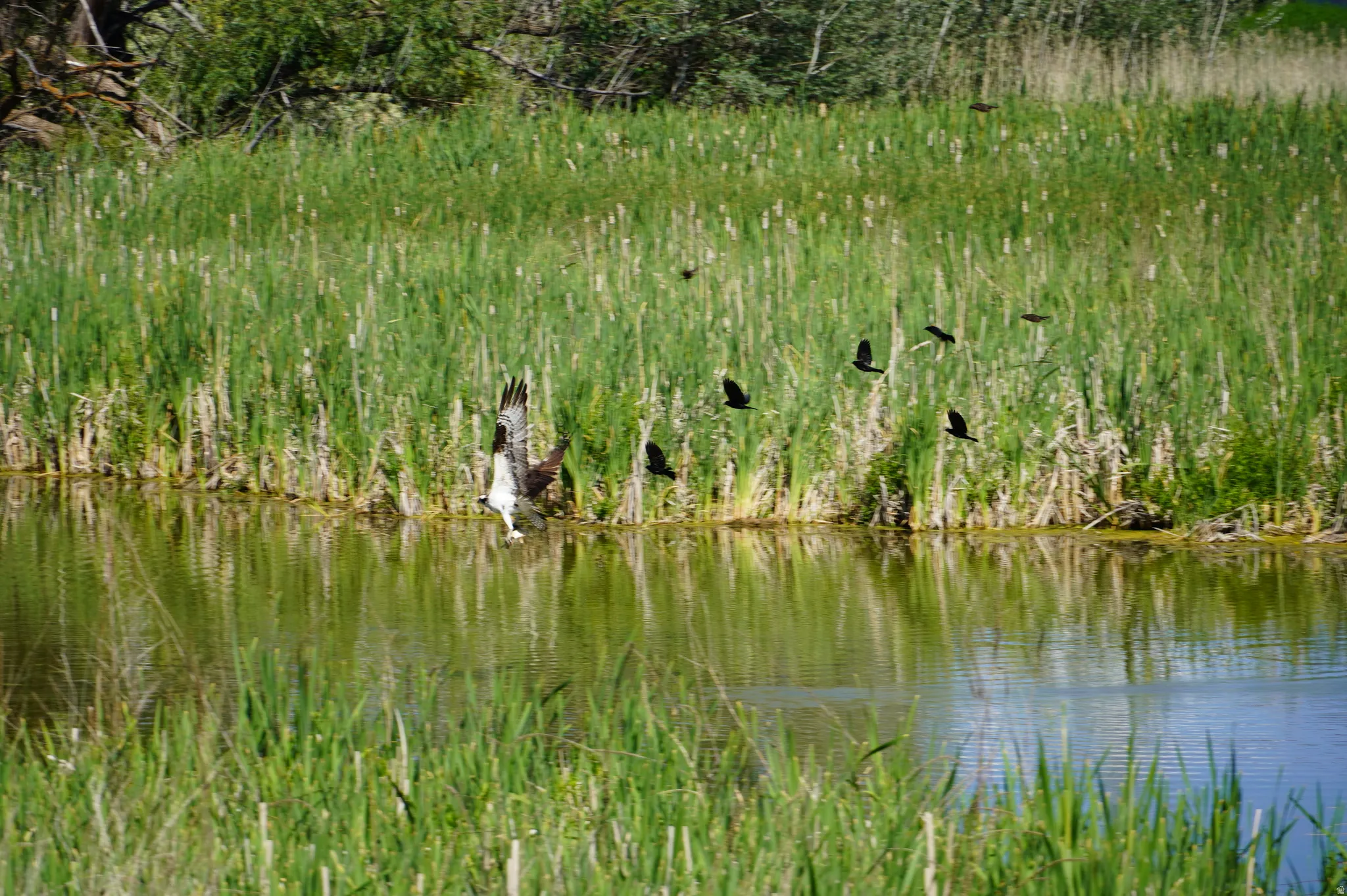 Birds flying around pond.