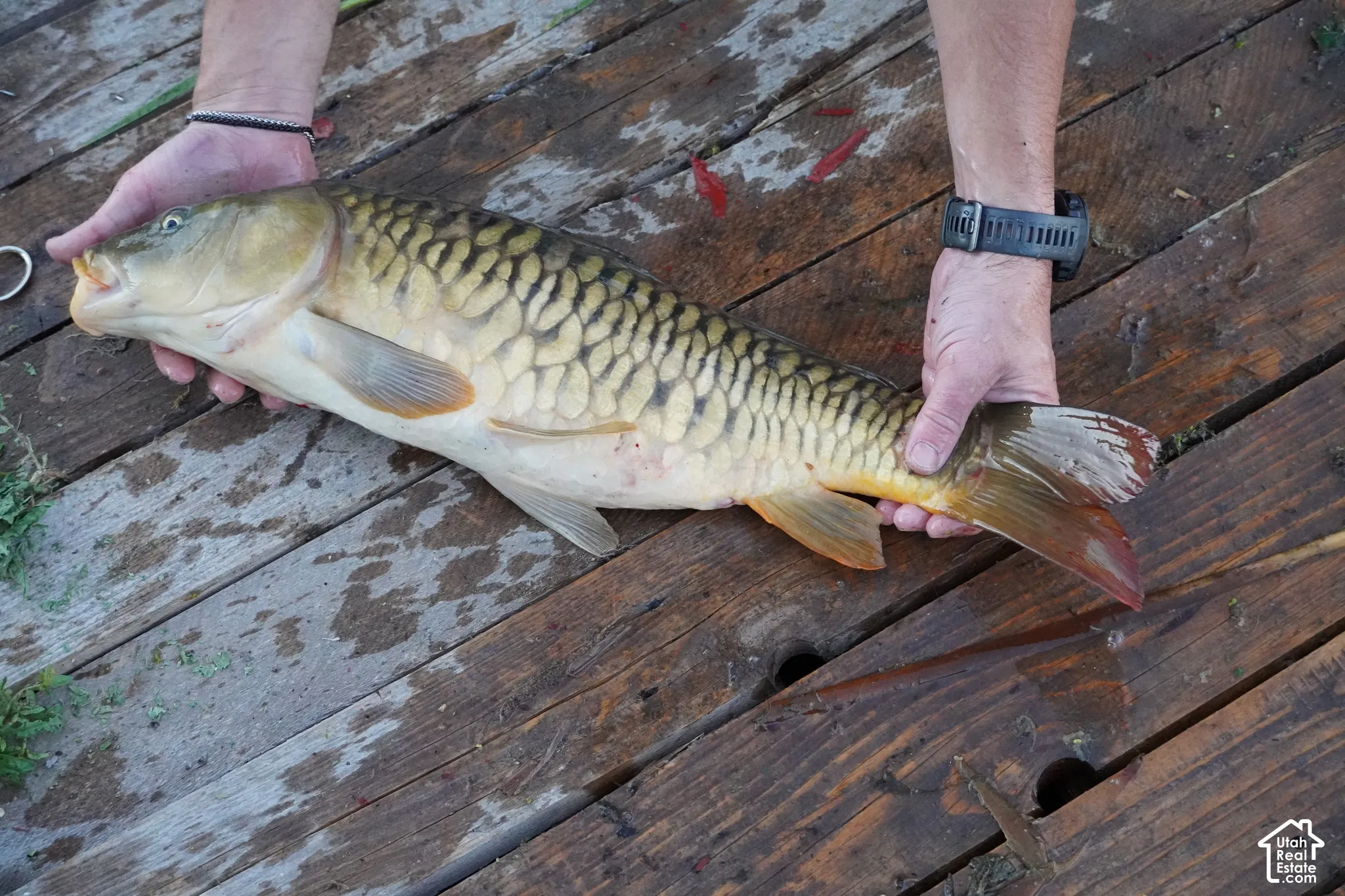 Fish from pond.