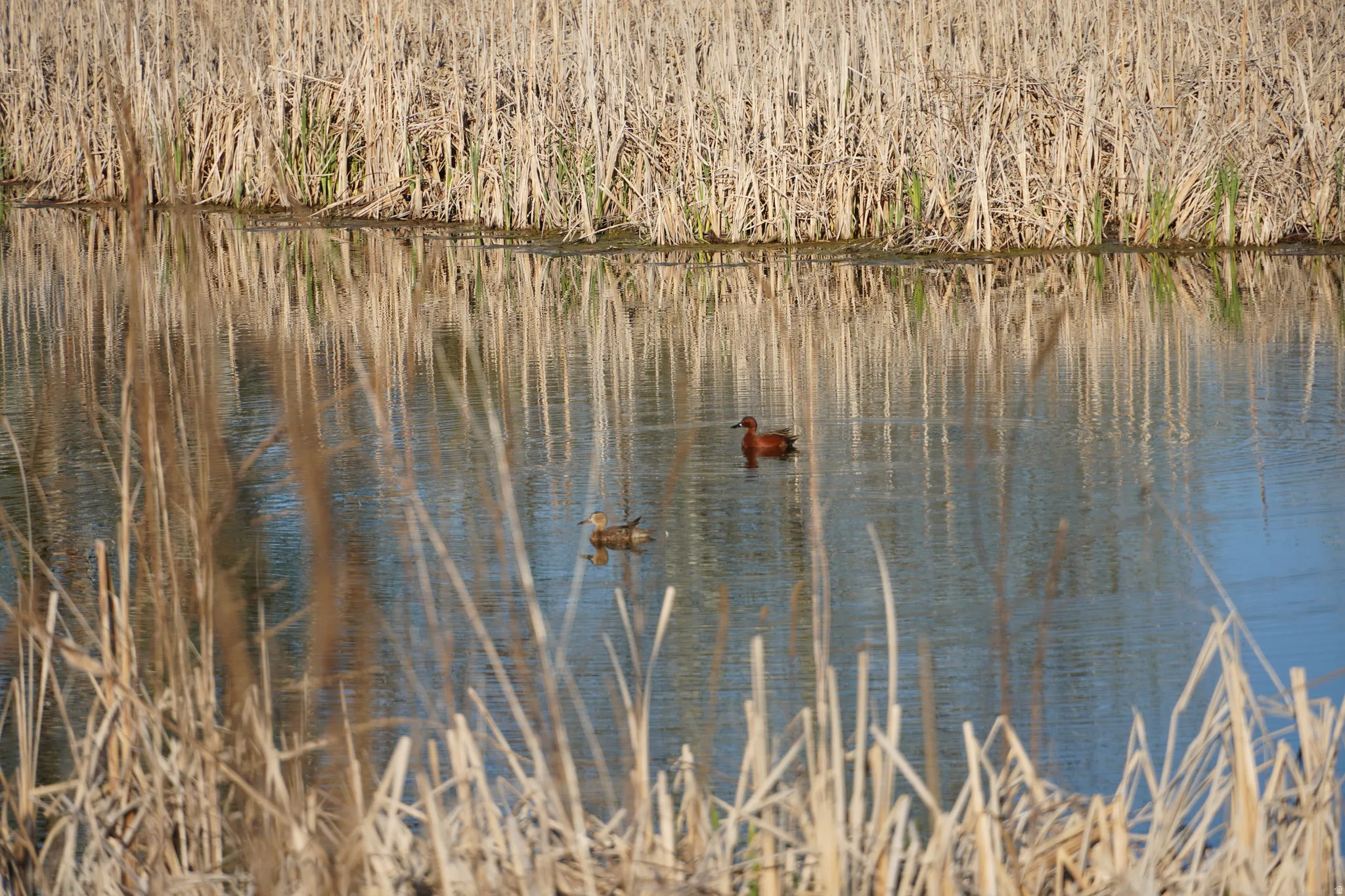 Ducks swimming on the pond.