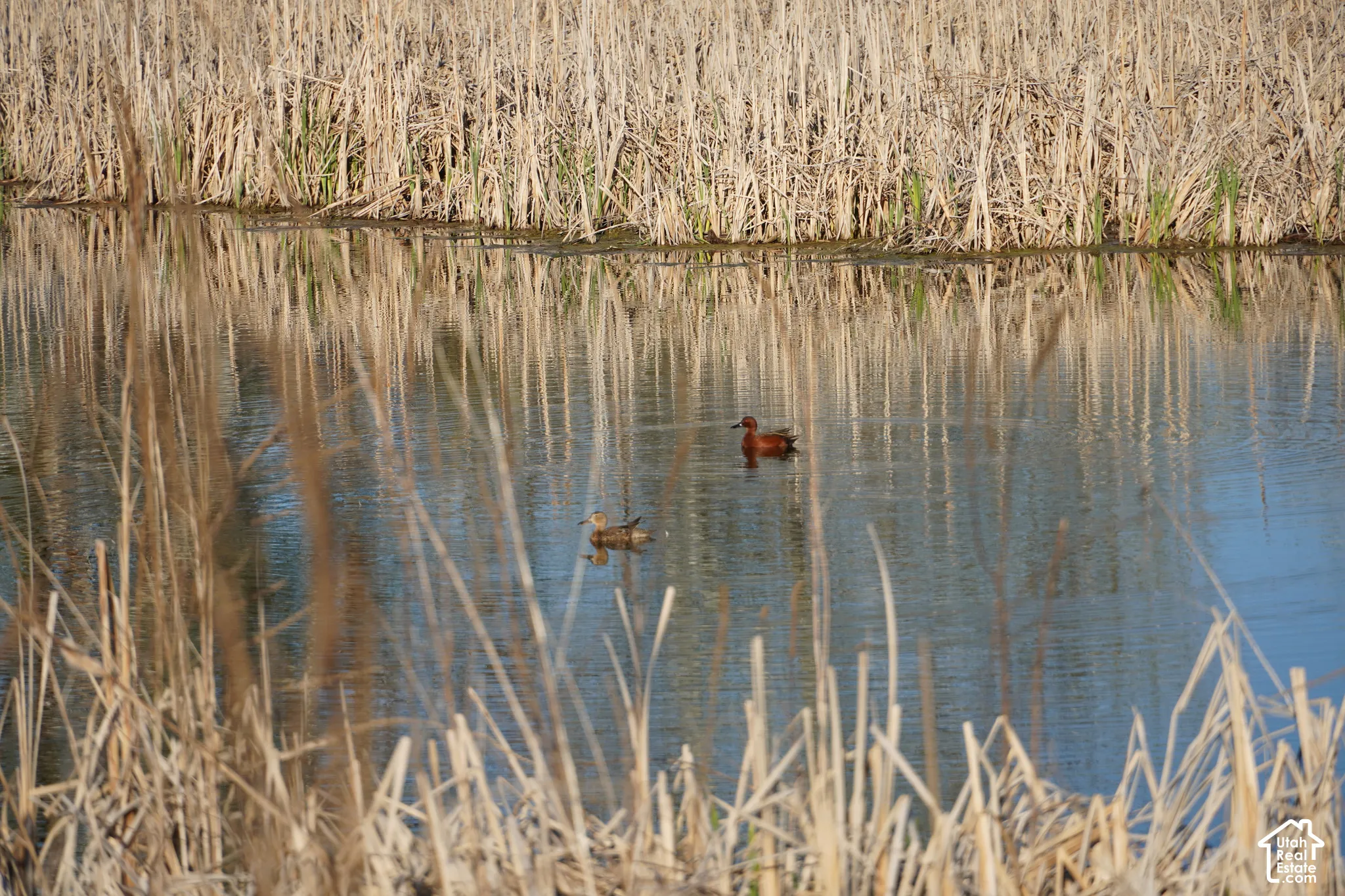 Ducks swimming on the pond.