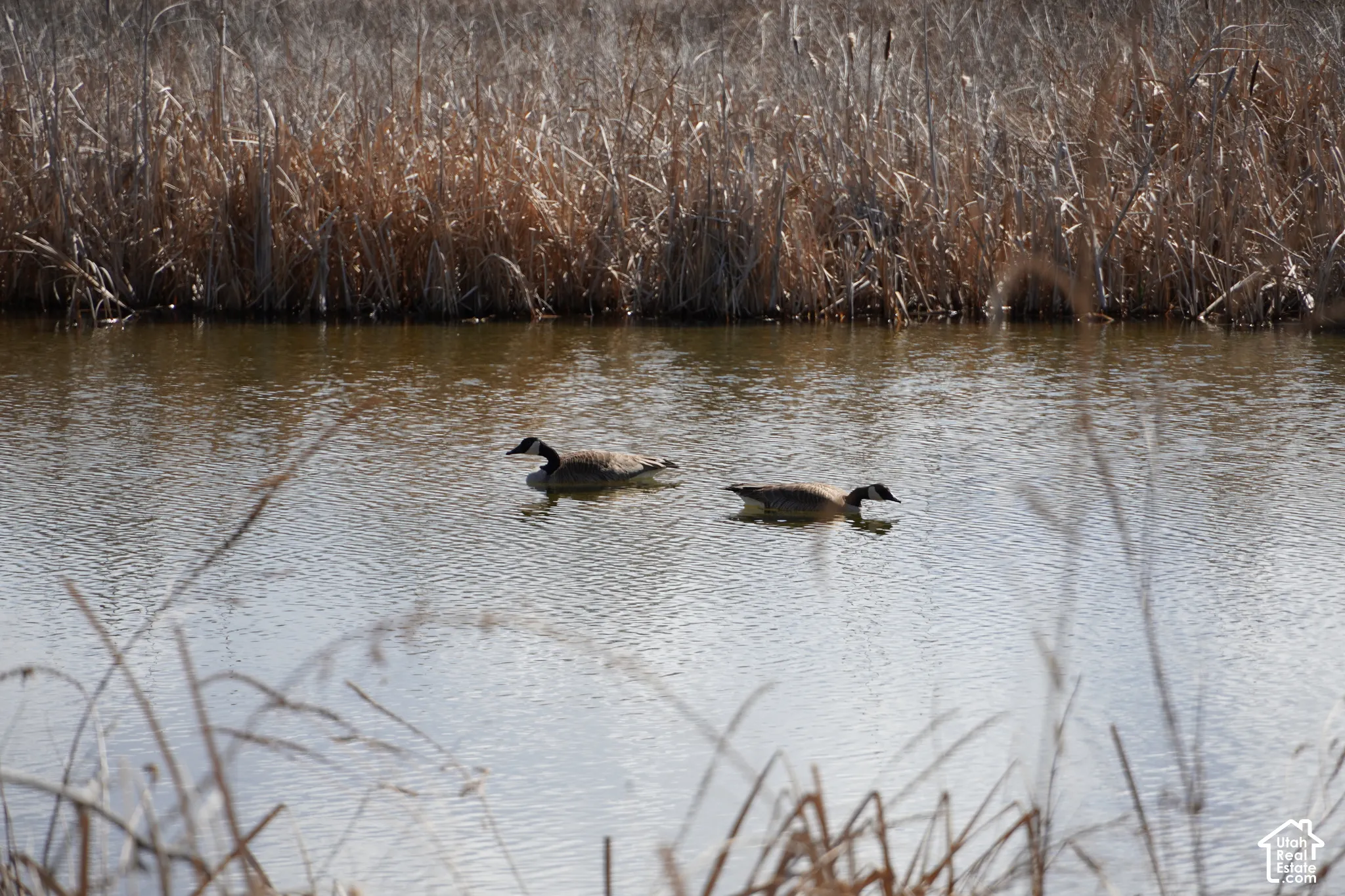 Natural water feature bordered by tall reeds and grasses. Ducks swimming.