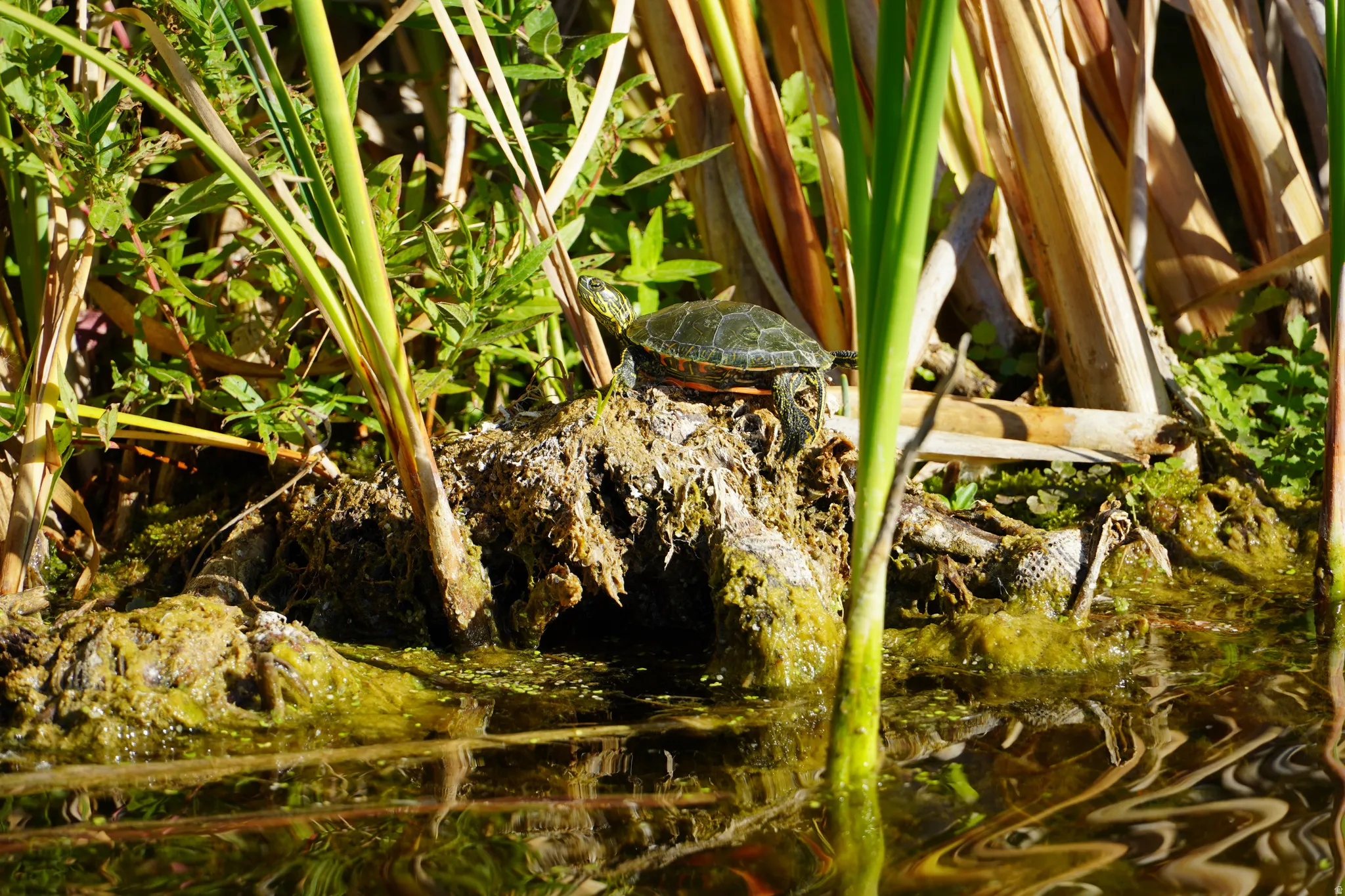 Turtle on a rock by pond.