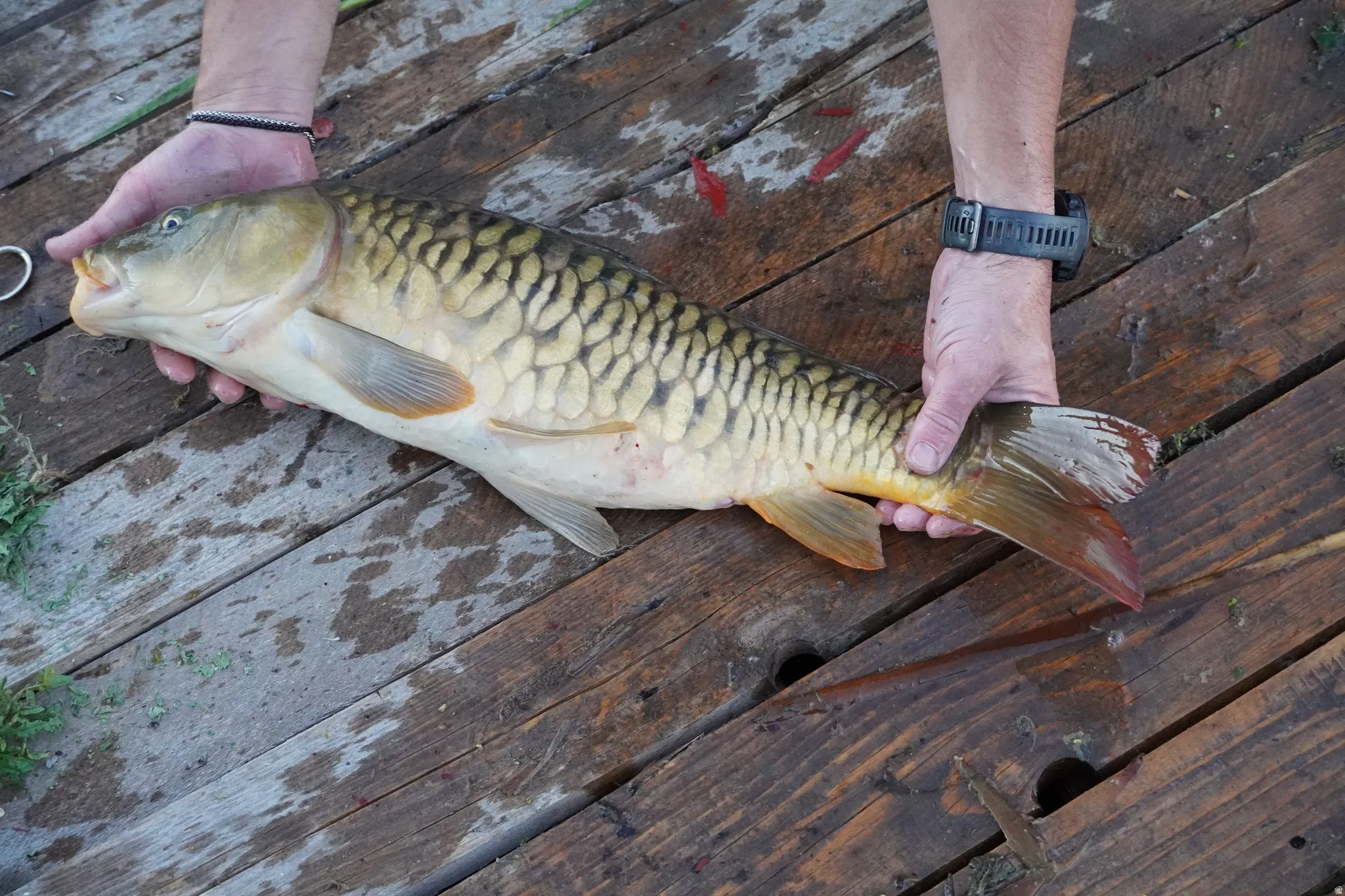 Fish from pond.