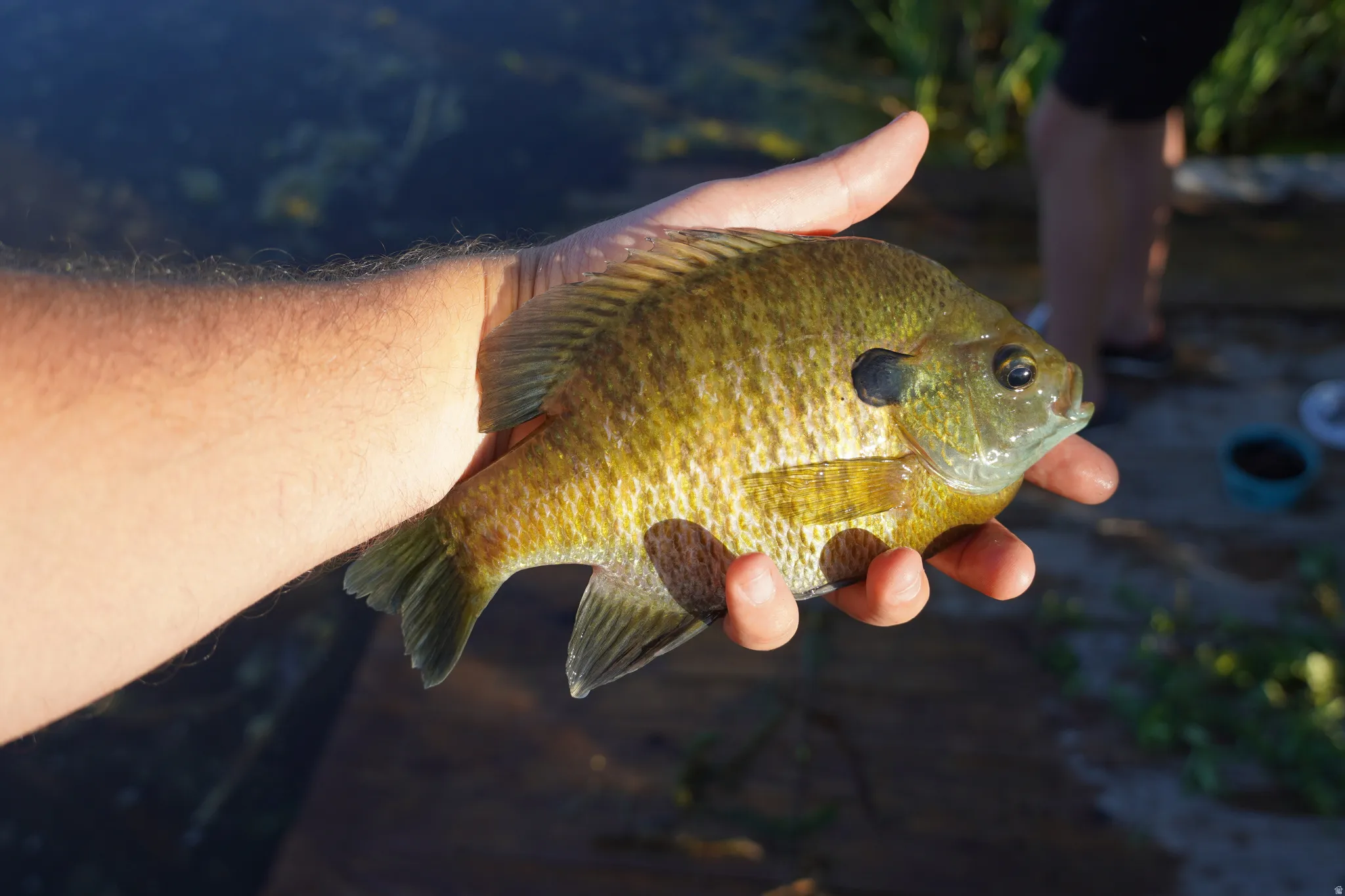 Fish from pond.
