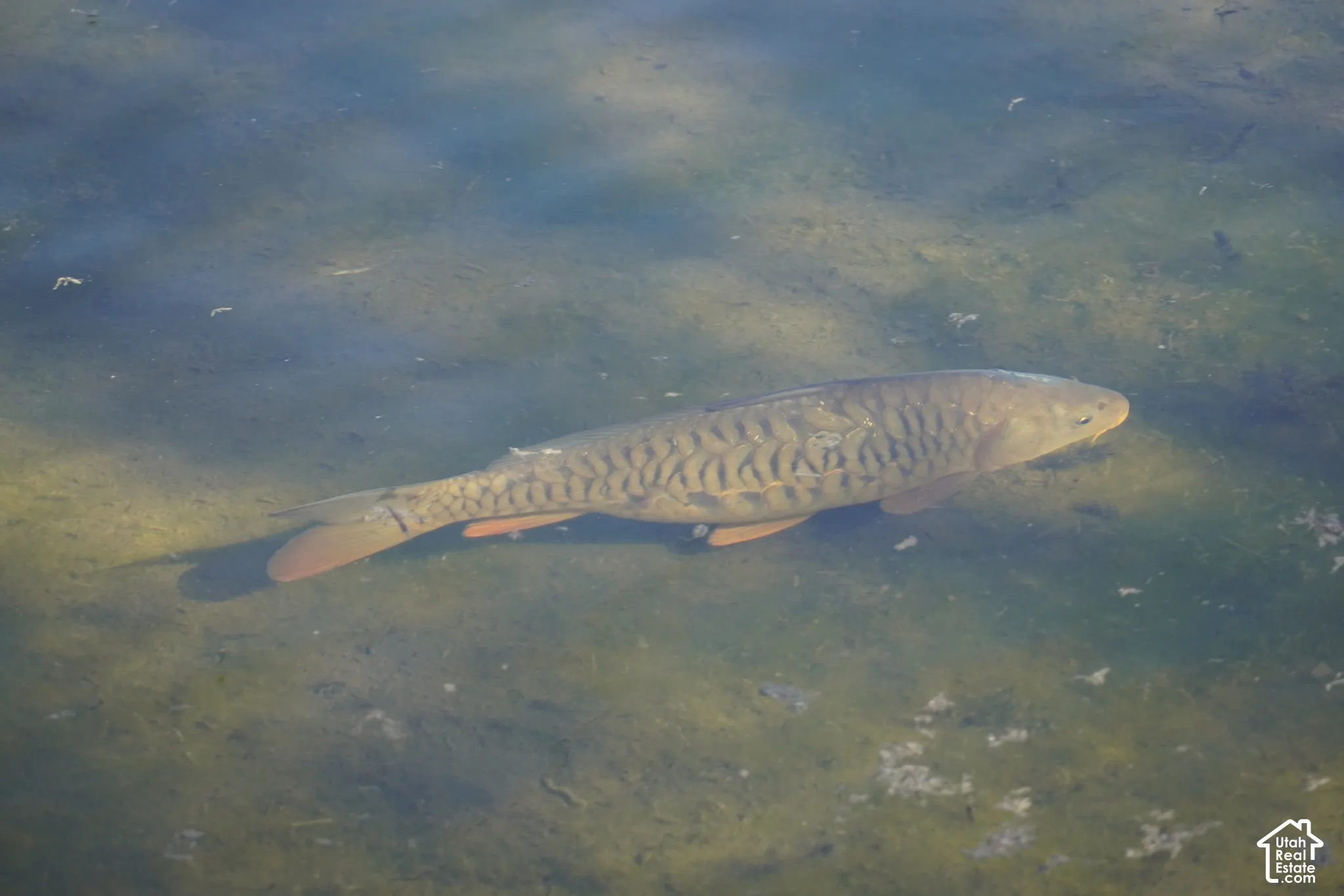 Fish swimming in pond.