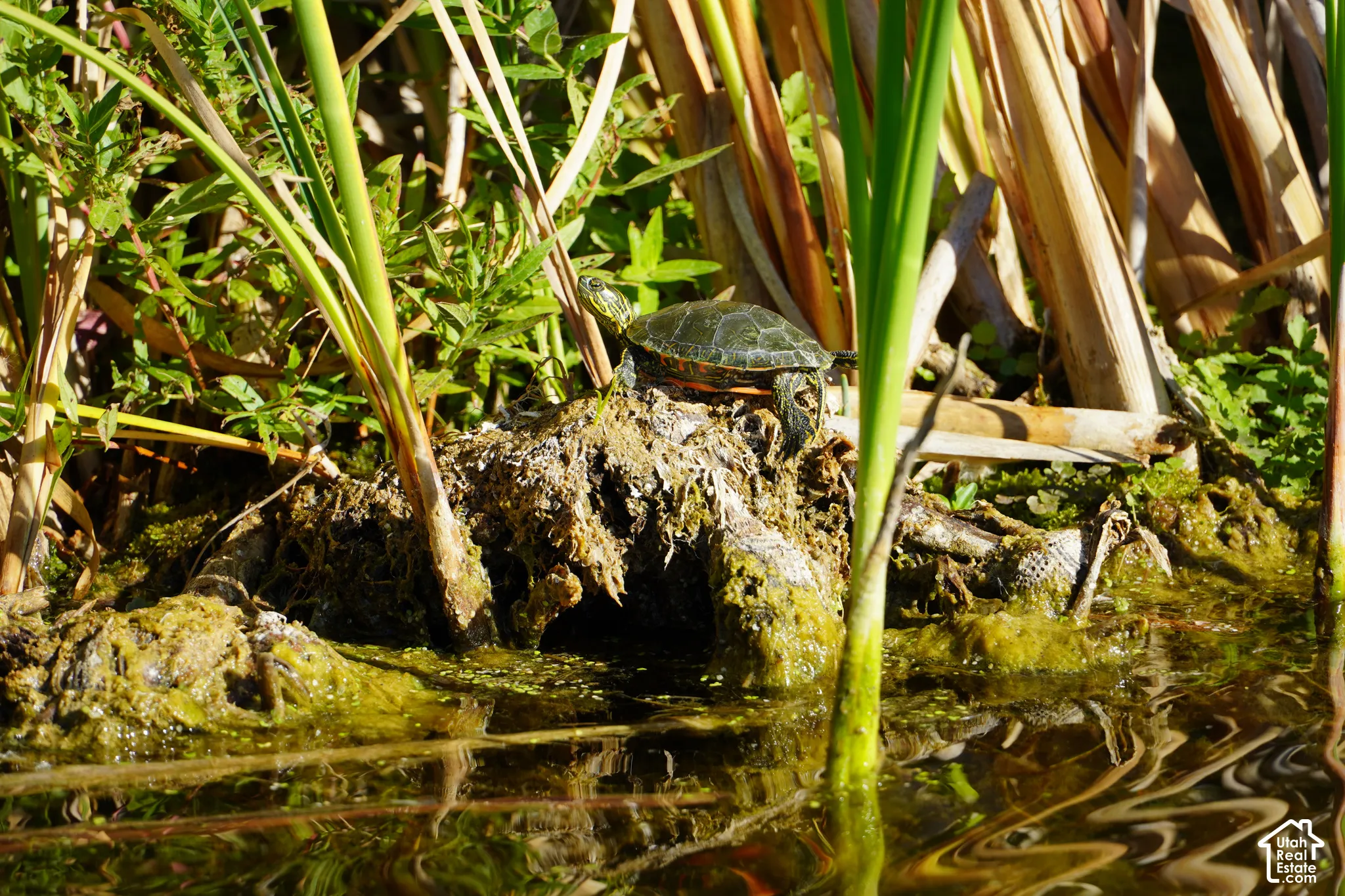 Turtle on a rock by pond.