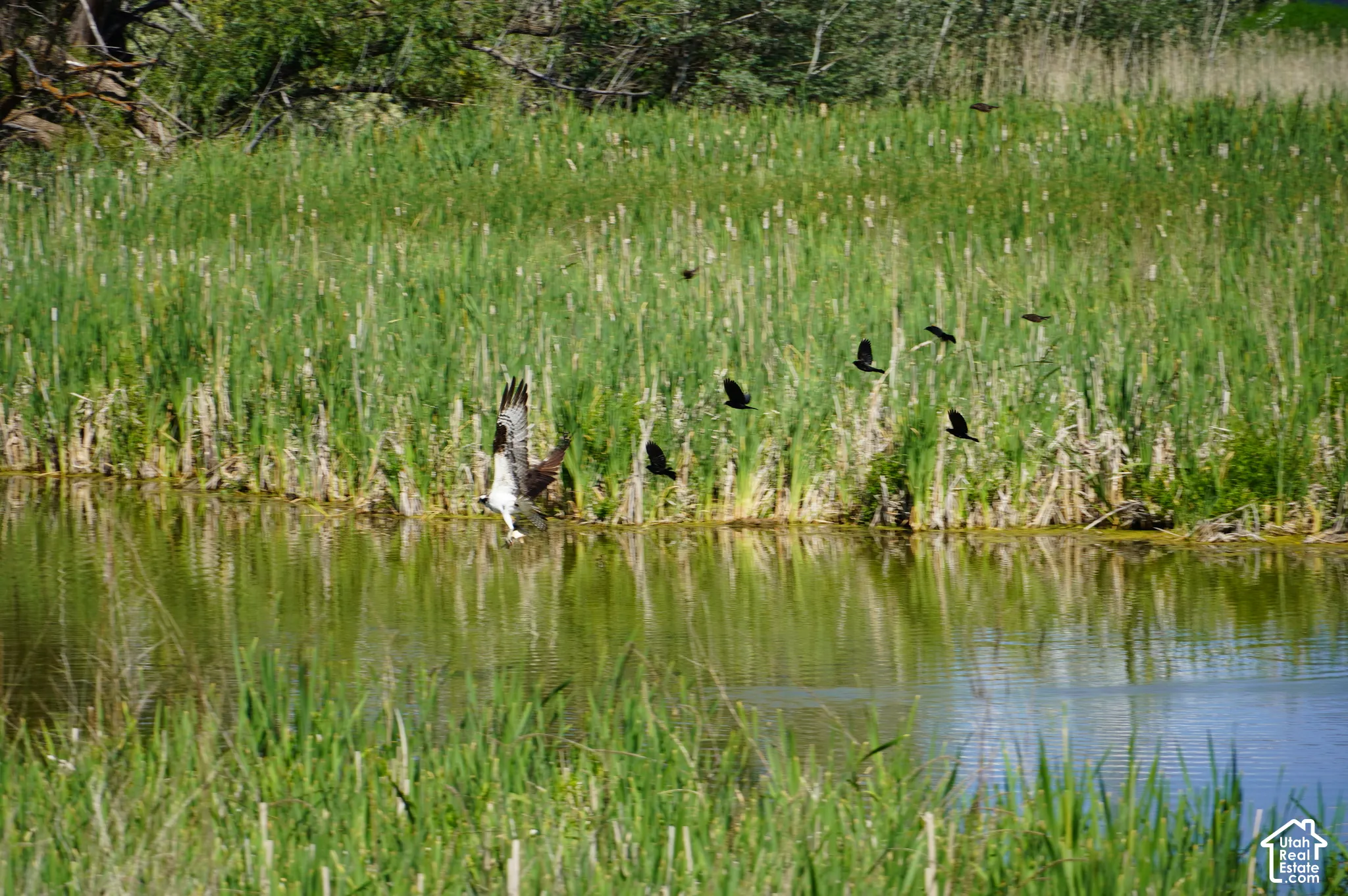 Birds flying around pond.