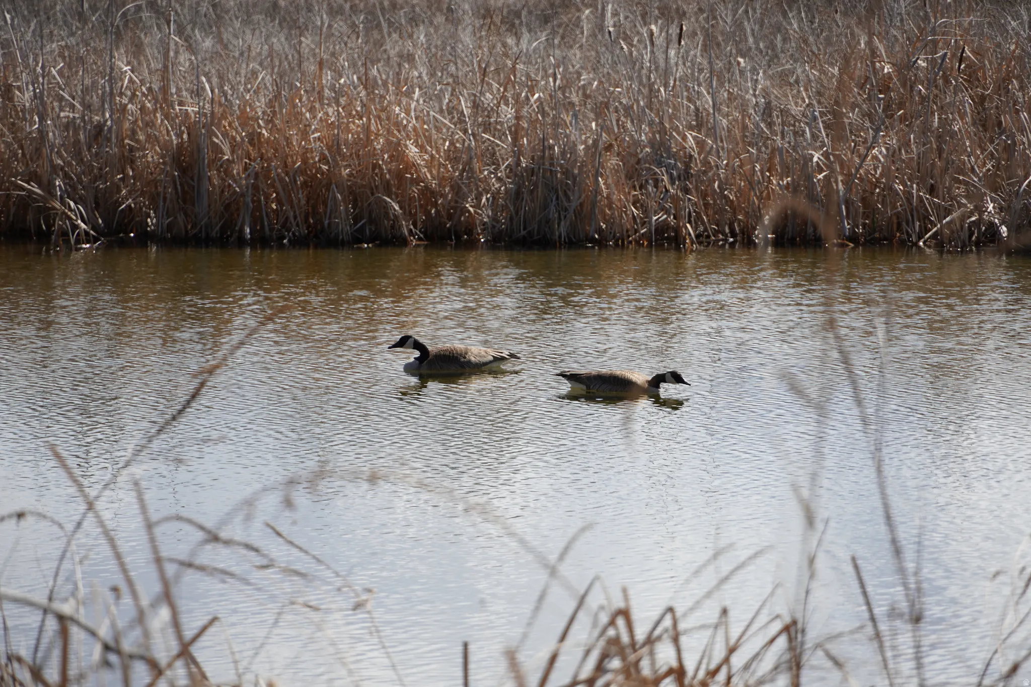 Natural water feature bordered by tall reeds and grasses. Ducks swimming.