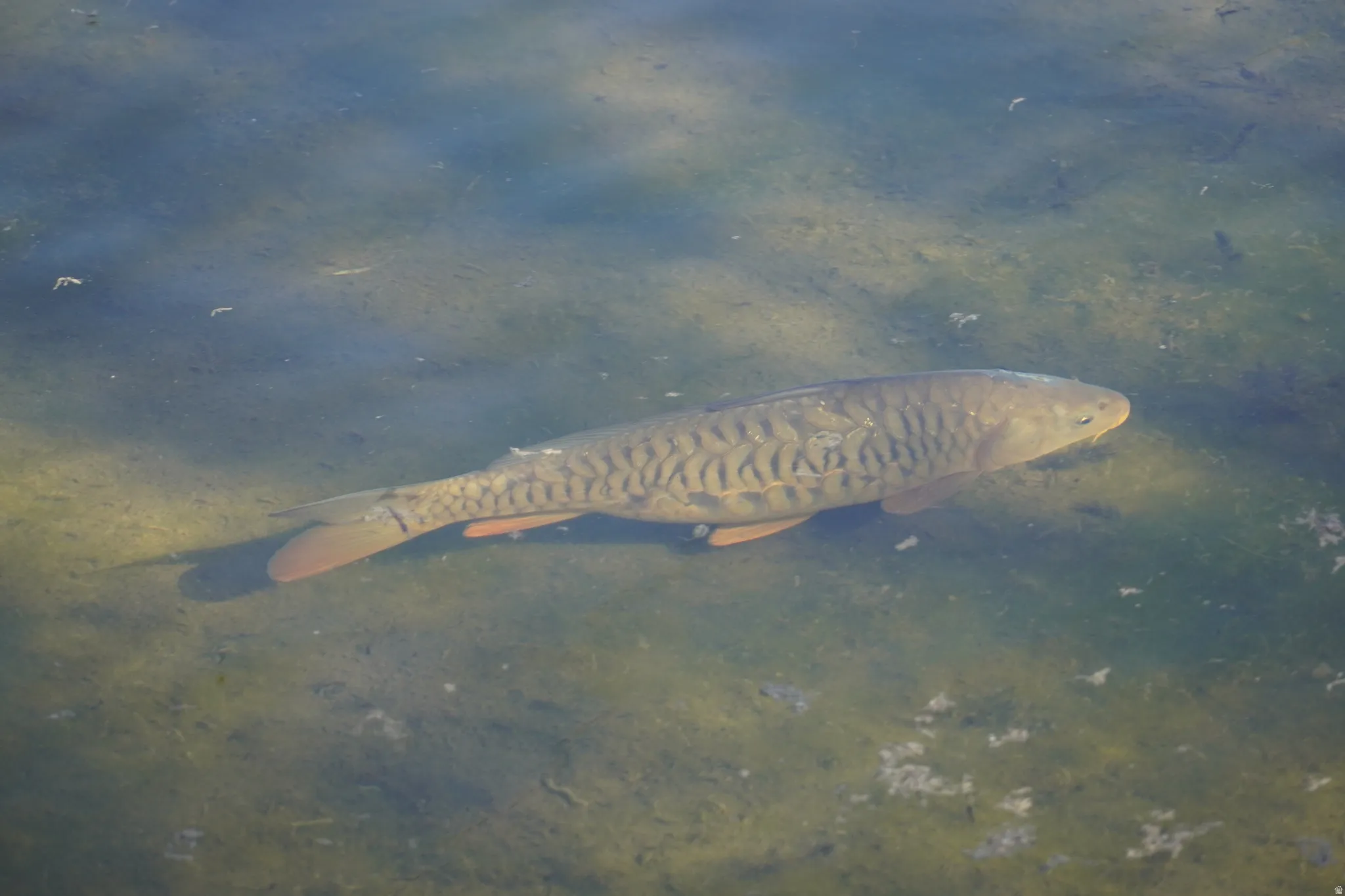 Fish swimming in pond.