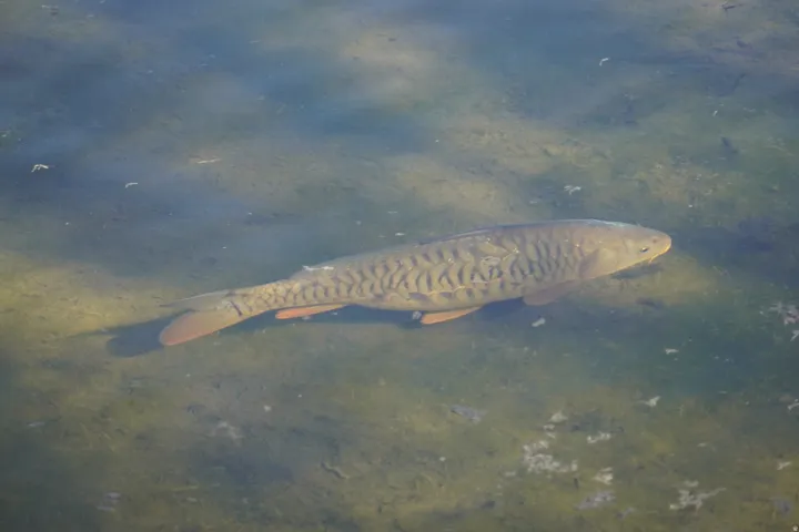 Fish swimming in pond.