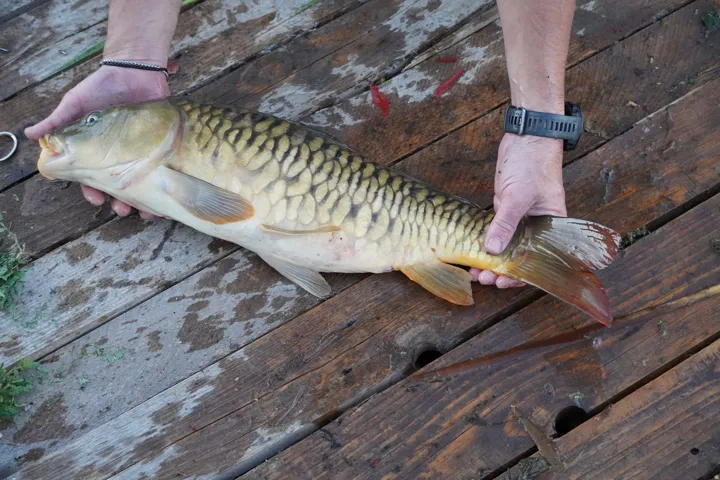 Fish from pond.