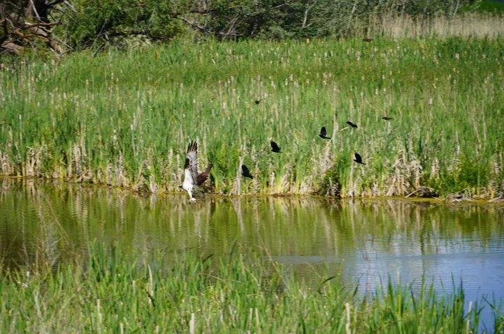 Birds flying around pond.