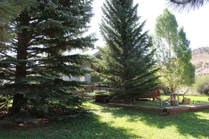 Expansive outdoor space featuring mature evergreen trees, lush green lawn, and a raised wooden planter box