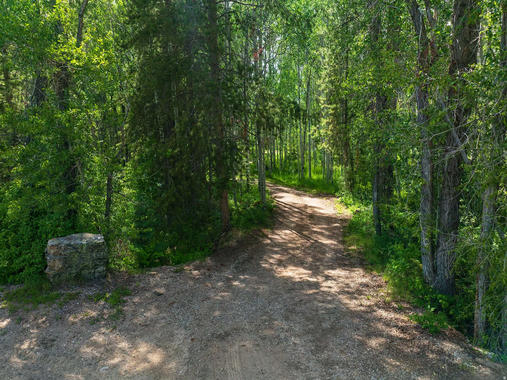 Gravel pathway winding through a dense forest of mature trees