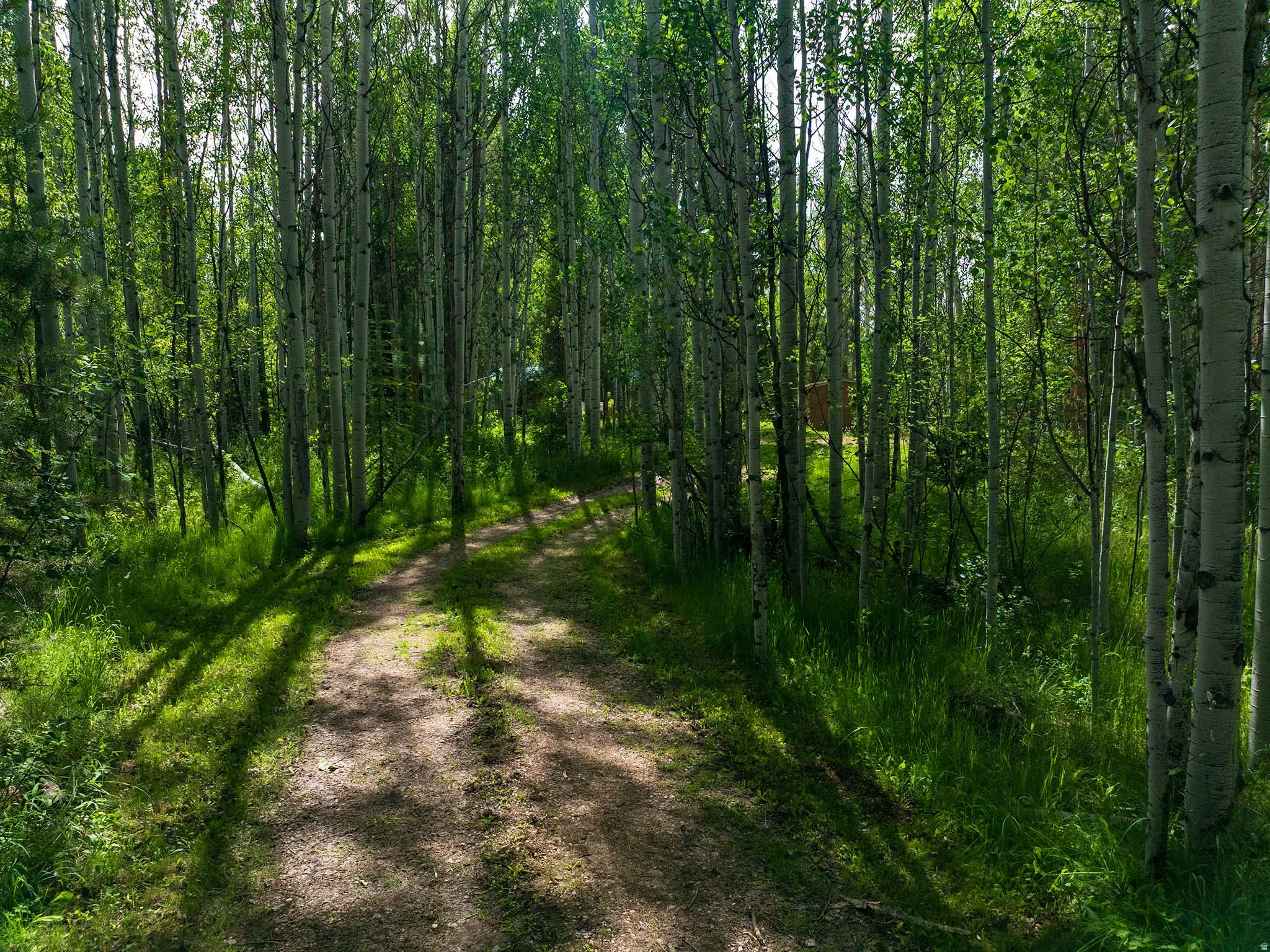 Wooded property featuring a natural path, mature deciduous trees, and varied green foliage