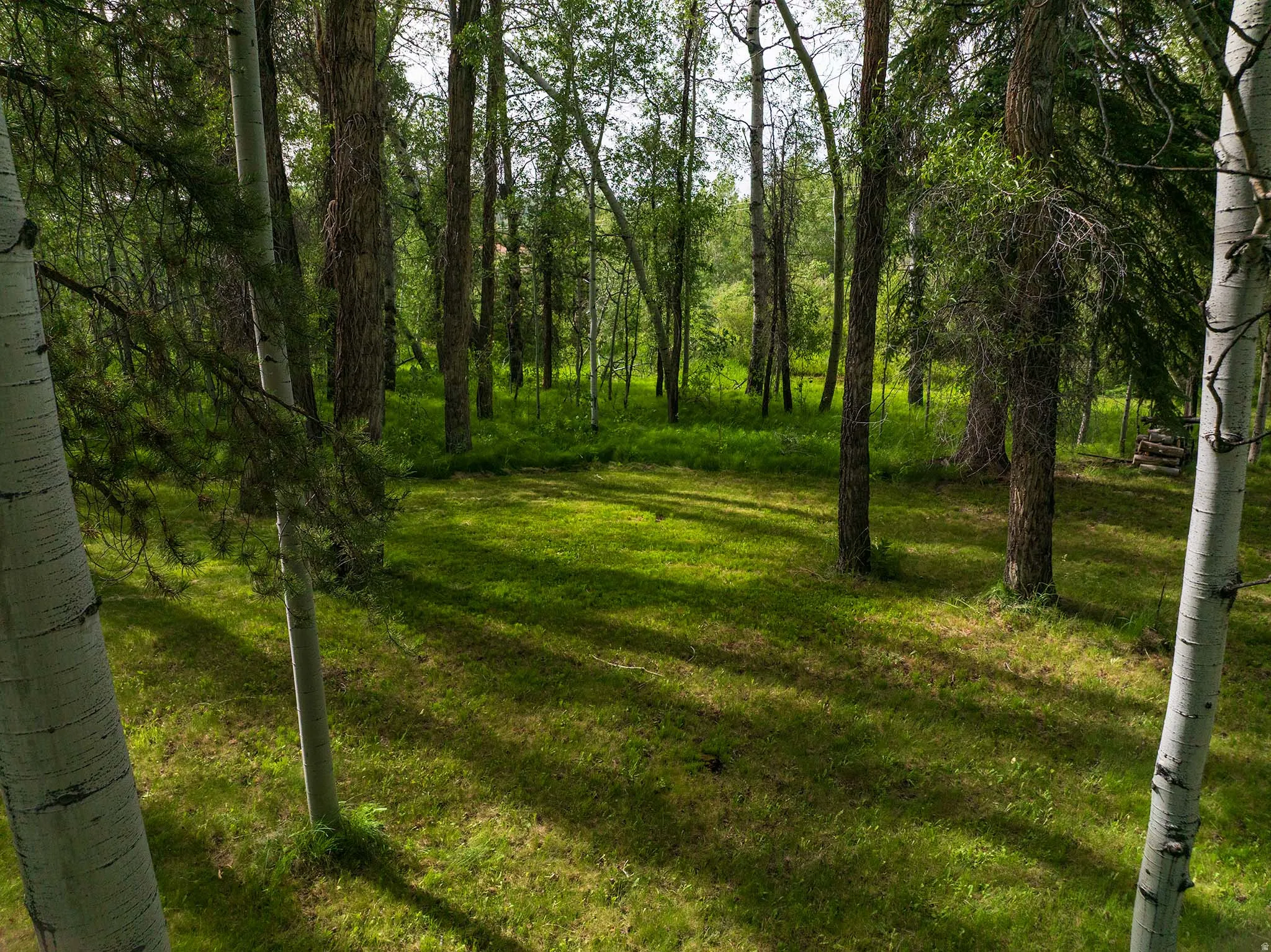 Mature wooded lot featuring verdant ground cover and natural landscaping