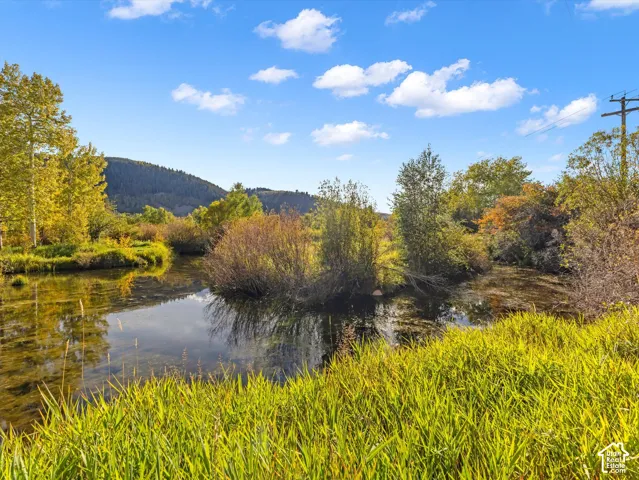 Water feature with surrounding natural vegetation and mature trees