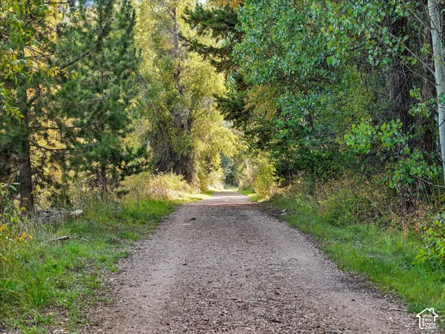Gravel pathway bordered by abundant mature trees and natural vegetation