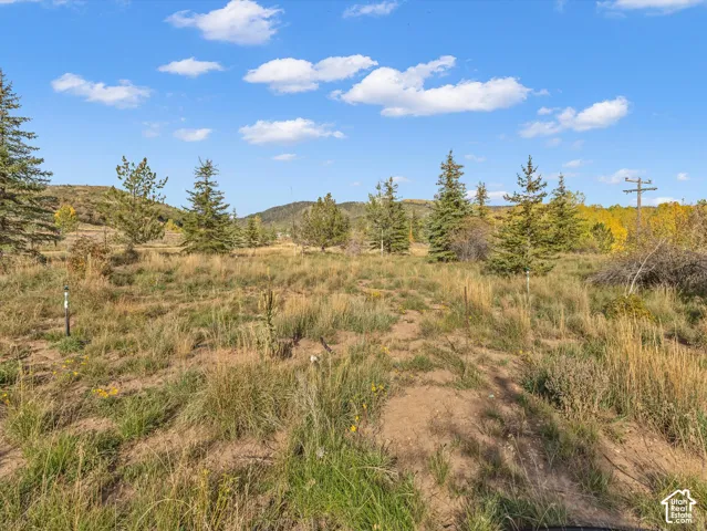 Expansive undeveloped land with varied terrain, featuring scattered evergreen trees and distant hills