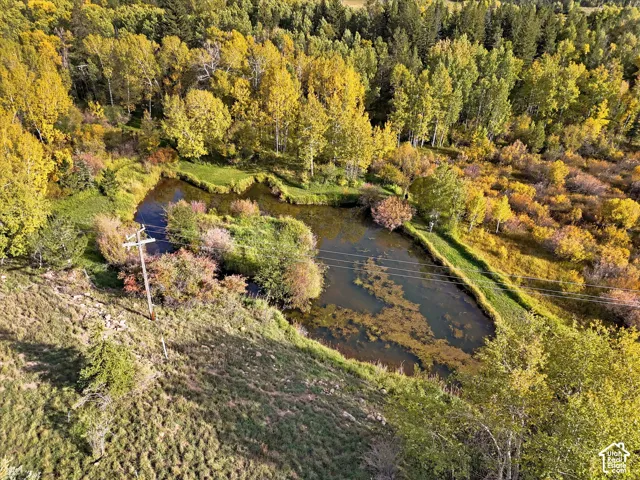 Natural pond feature with surrounding varied foliage and mature trees