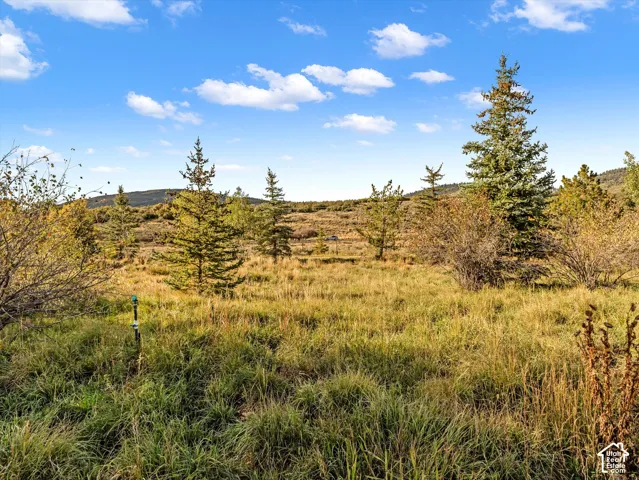 Expansive natural landscape featuring varied grasses, scattered evergreen trees, and distant rolling hills