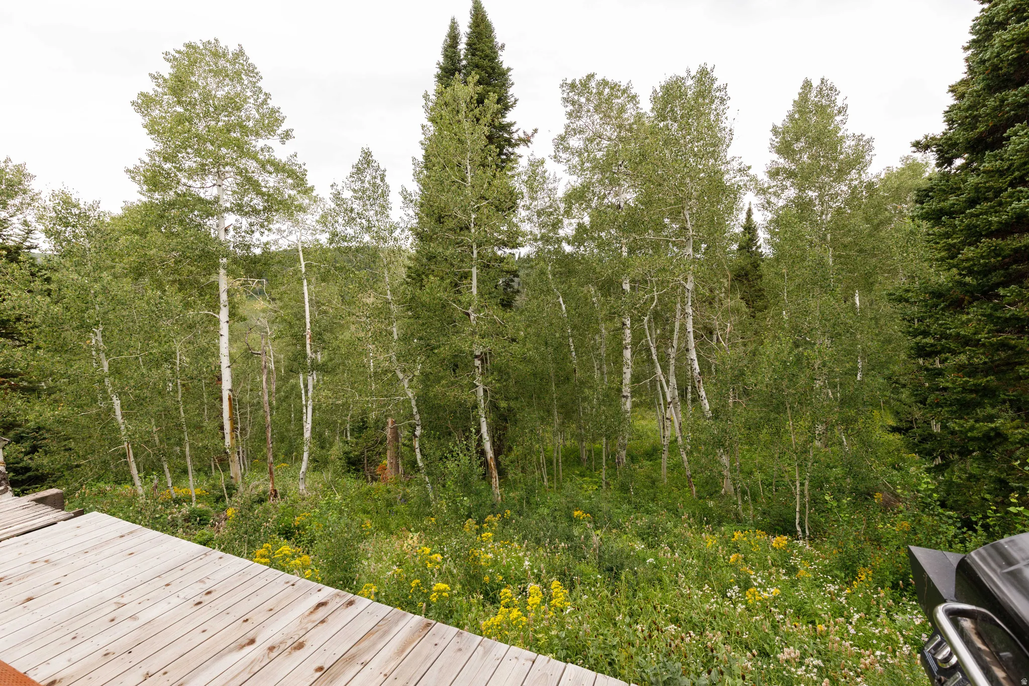 Wood-finish decking overlooking a natural landscape featuring mature aspen trees and varied green foliage