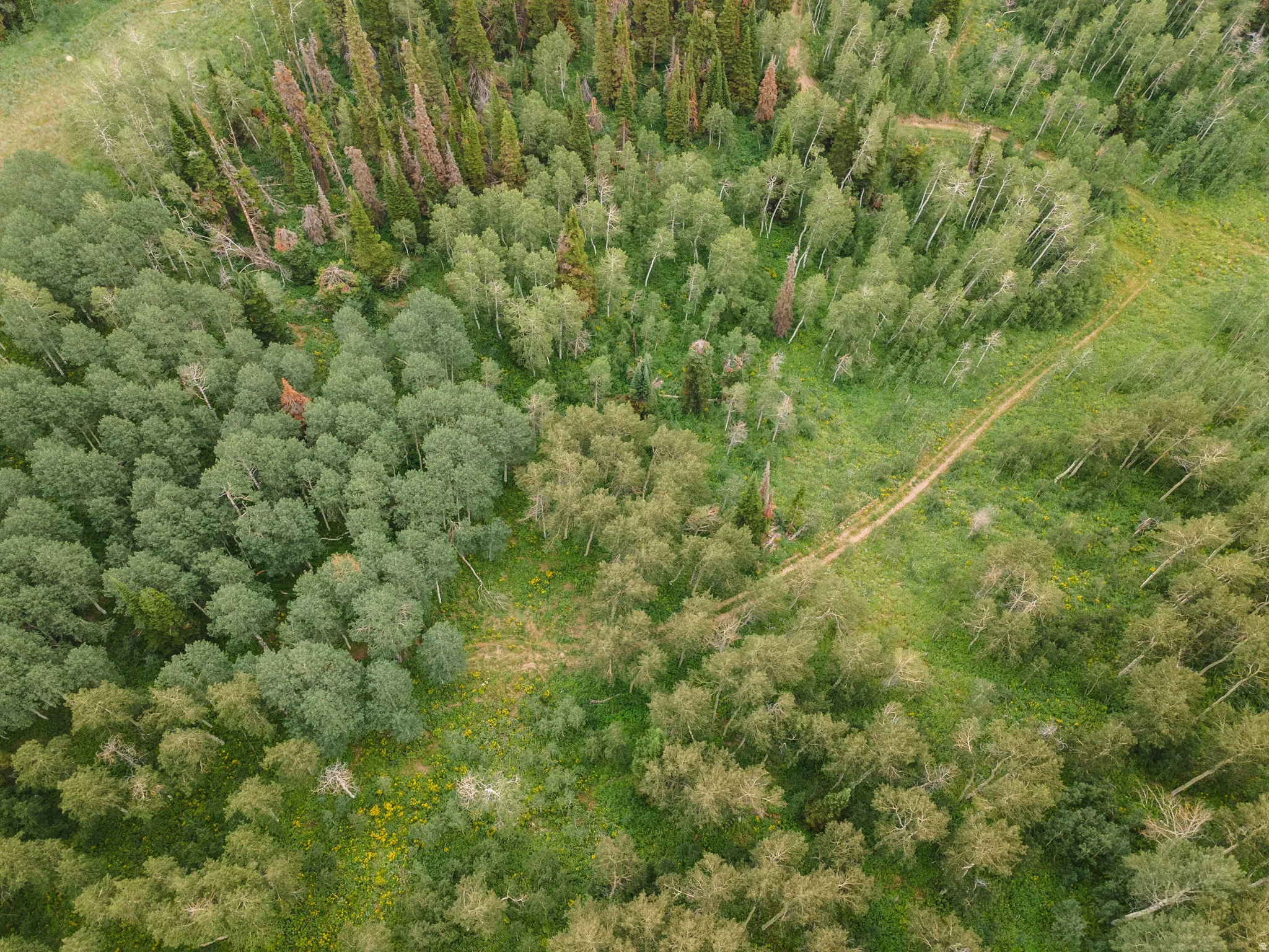 Expansive wooded land featuring a diverse canopy of trees, including dense clusters of aspens and evergreens