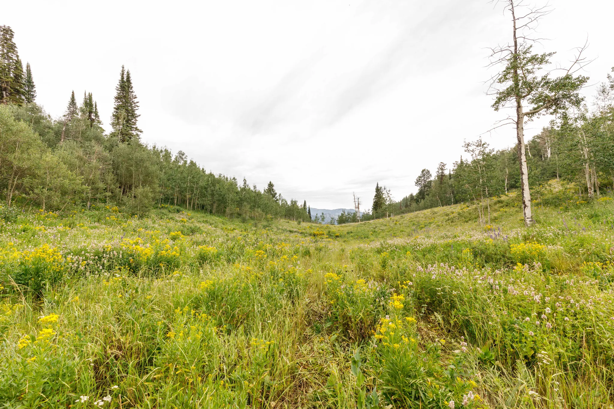 Expansive natural landscape featuring a wide valley floor, surrounding hillsides, varied tree species, abundant wildflowers, and distant mountains