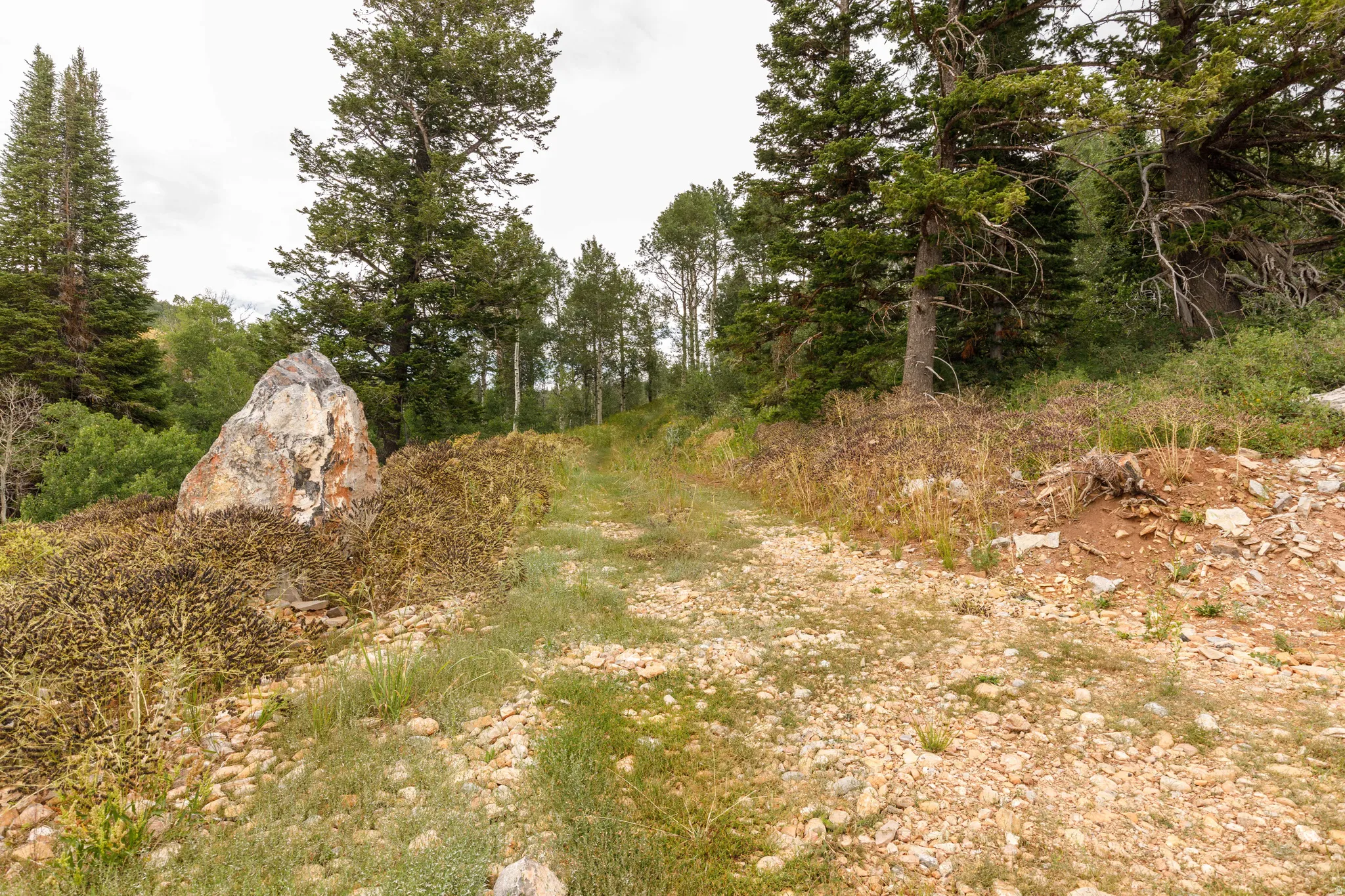Gravel pathway bordered by natural vegetation and mature evergreen trees