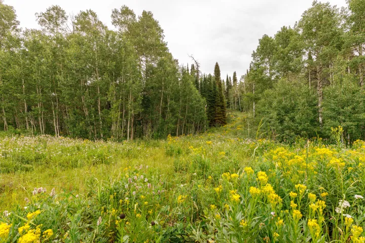 Expansive meadow featuring wildflowers and diverse foliage, bordered by a dense forest of deciduous and coniferous trees under a cloudy sky