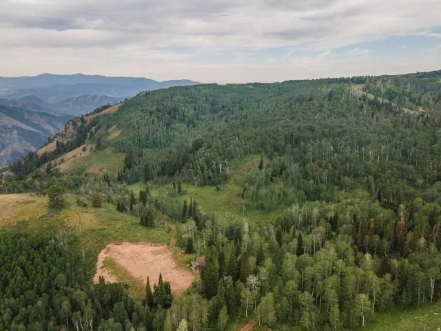 Expansive forested landscape featuring diverse tree species and a distant mountain range