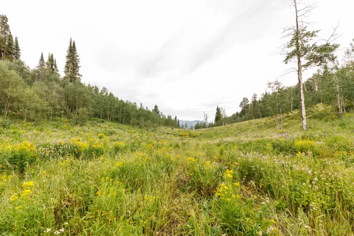 Expansive natural landscape featuring a wide valley floor, surrounding hillsides, varied tree species, abundant wildflowers, and distant mountains