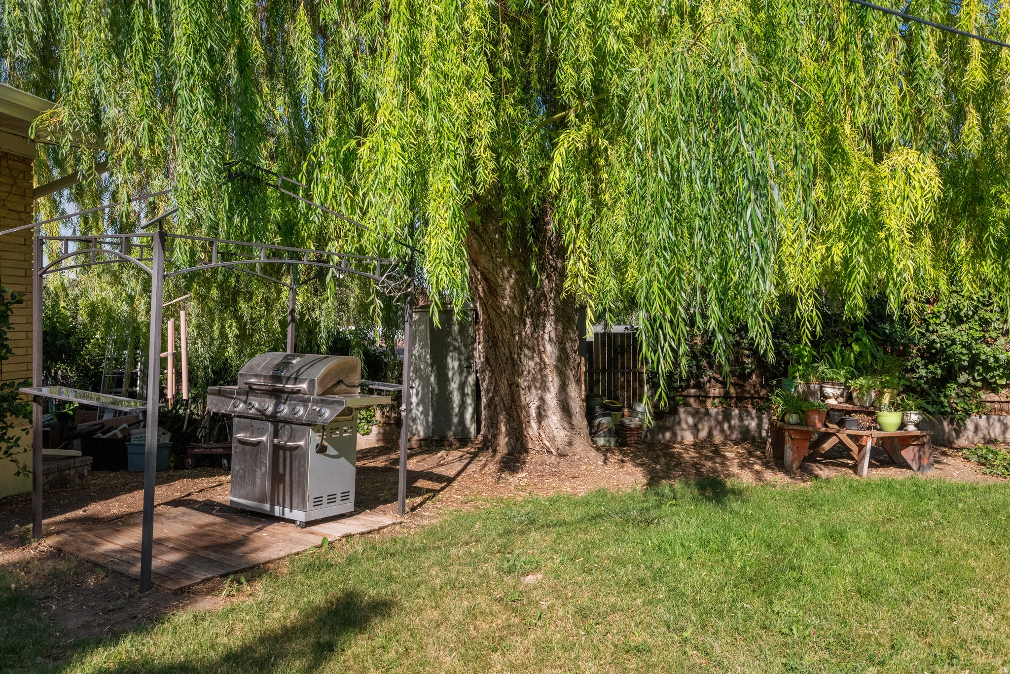 Lush green lawn with a mature willow tree, a built-in metal pergola structure, and a dedicated grilling area on a gravel base
