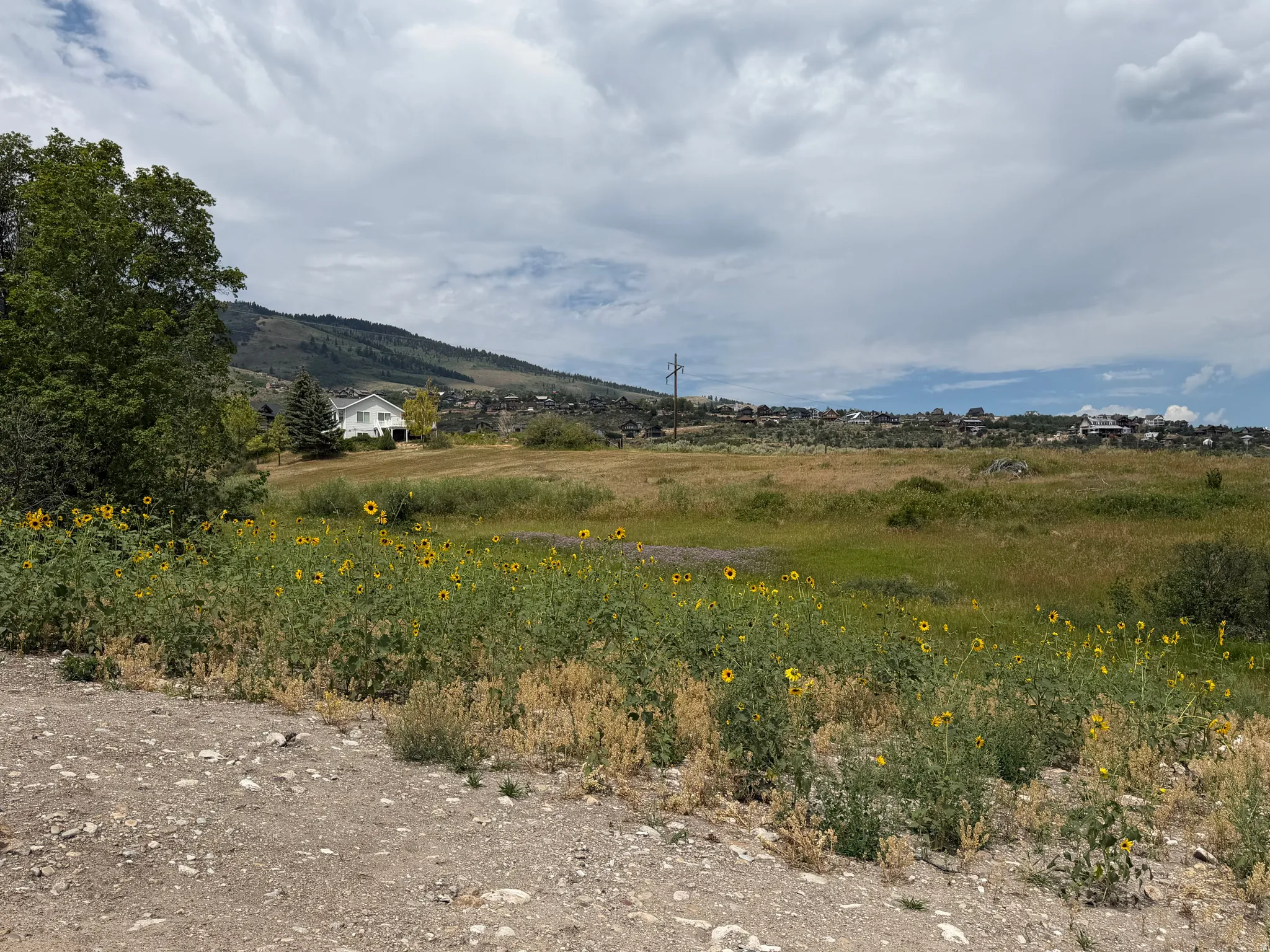 Expansive open land featuring natural vegetation and scattered sunflowers