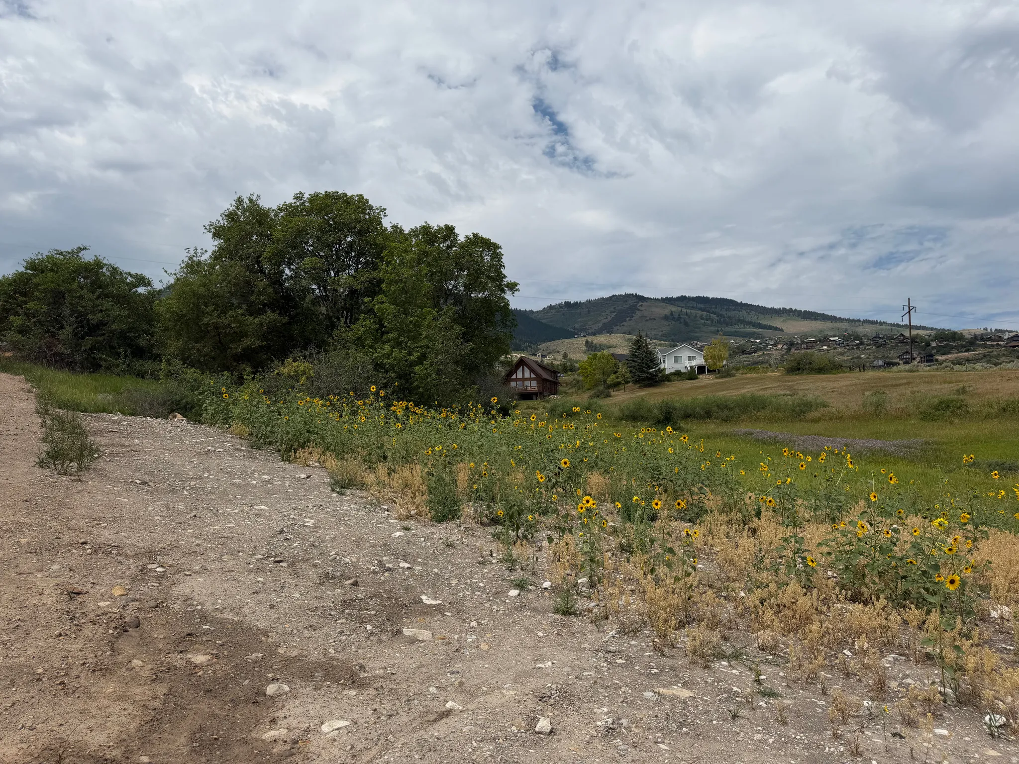 Expansive natural landscape with a gravel path, a field of sunflowers, and distant residential structures