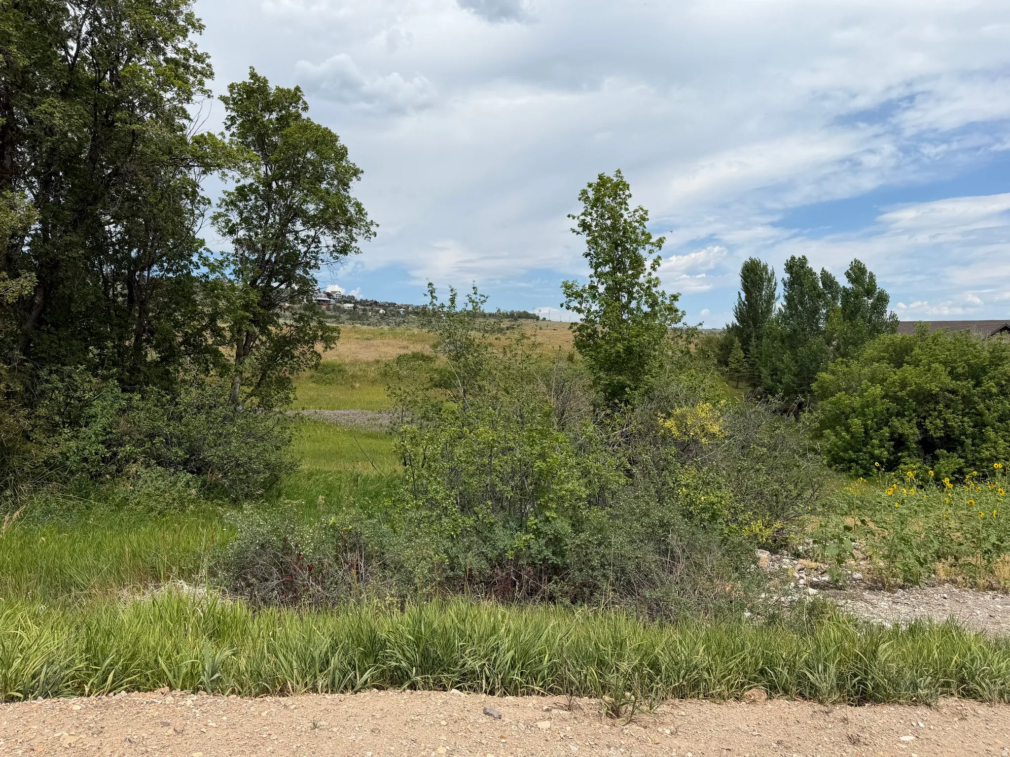 Expansive undeveloped land featuring mature trees and varied natural foliage