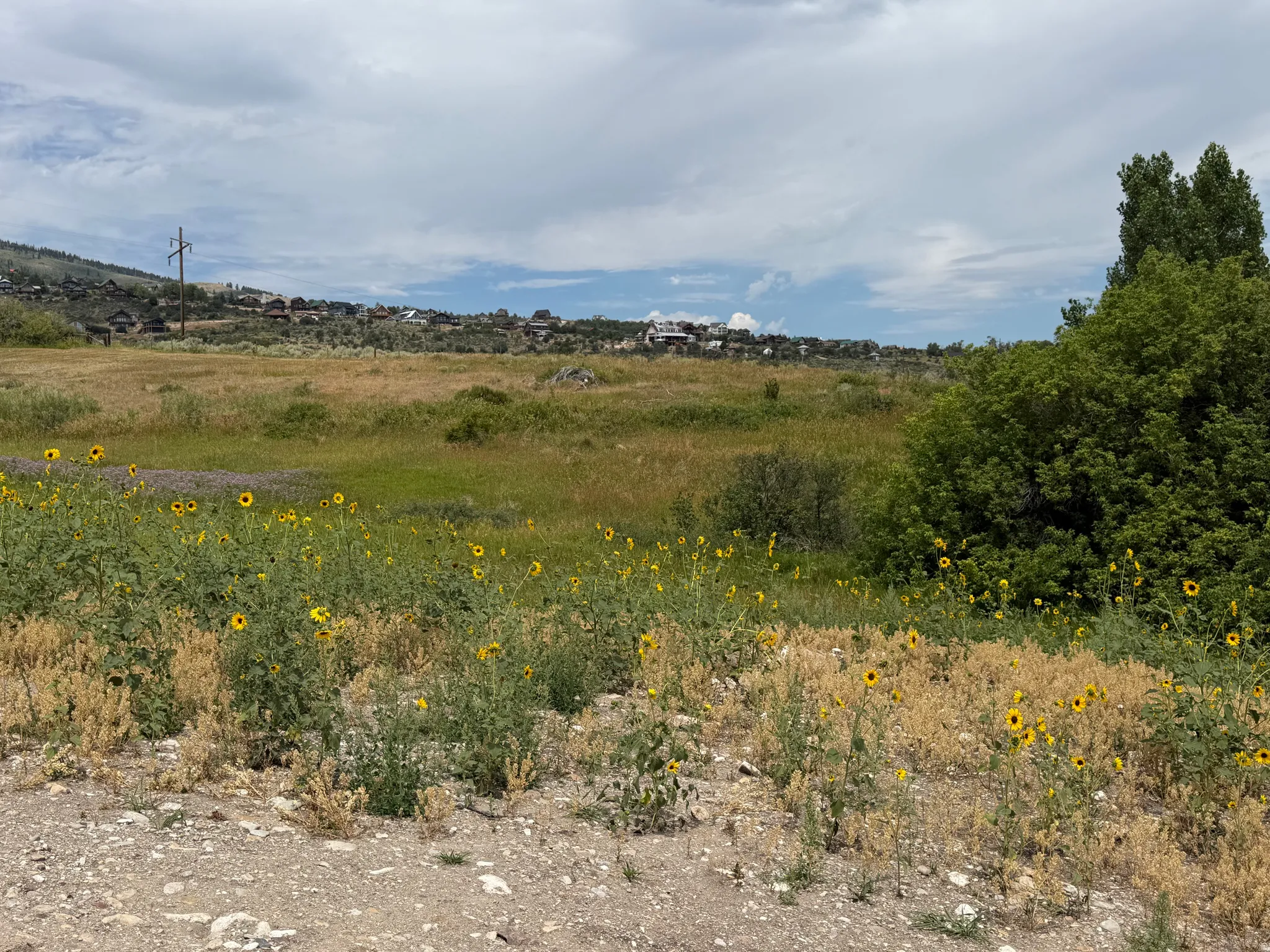 Expansive undeveloped lot featuring varied natural vegetation, including wild sunflowers and mature trees