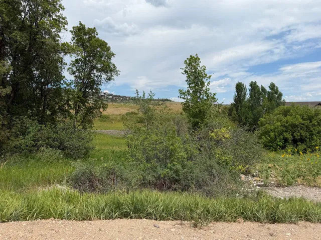 Expansive undeveloped land featuring mature trees and varied natural foliage