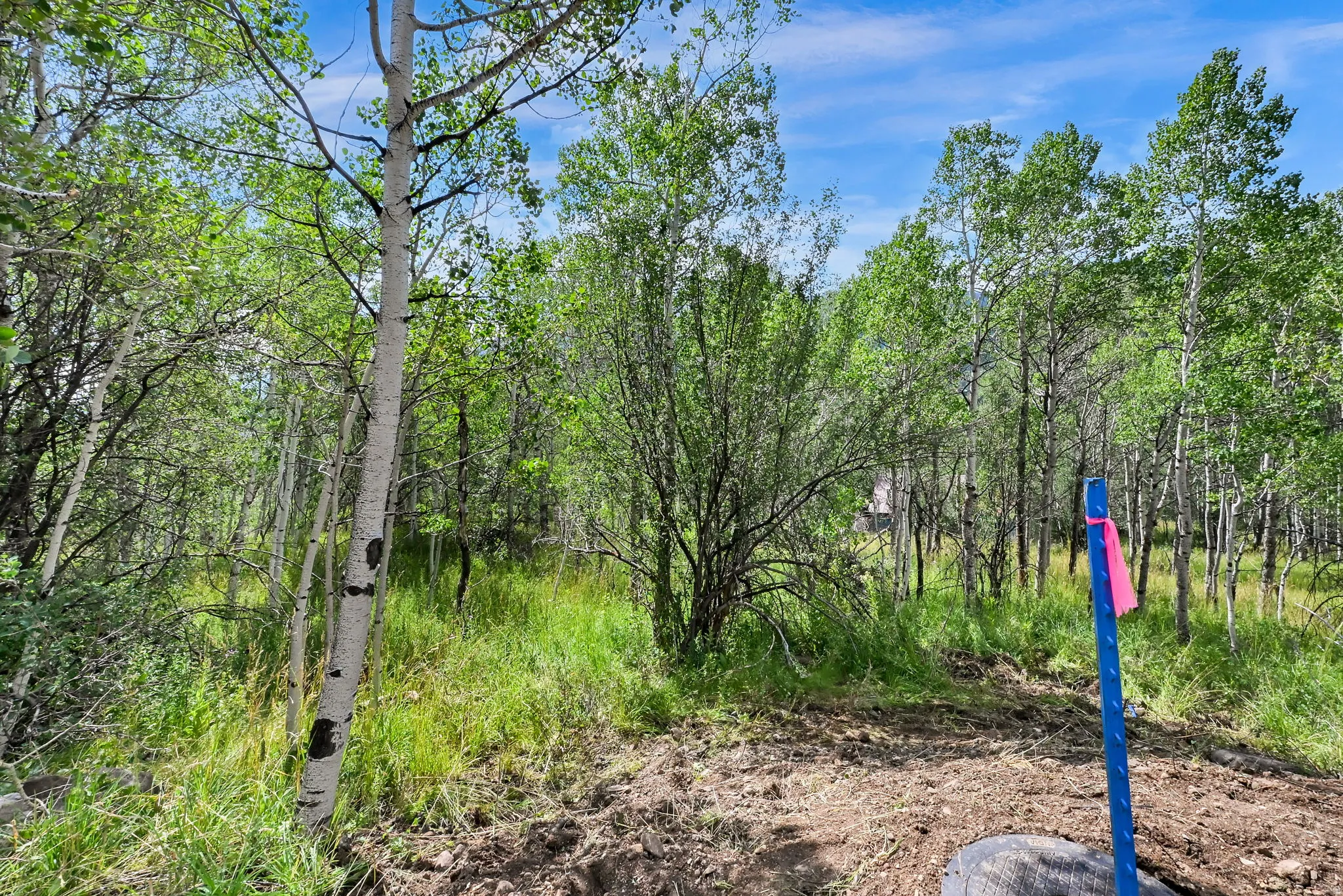 Forested property featuring mature deciduous trees and natural ground cover