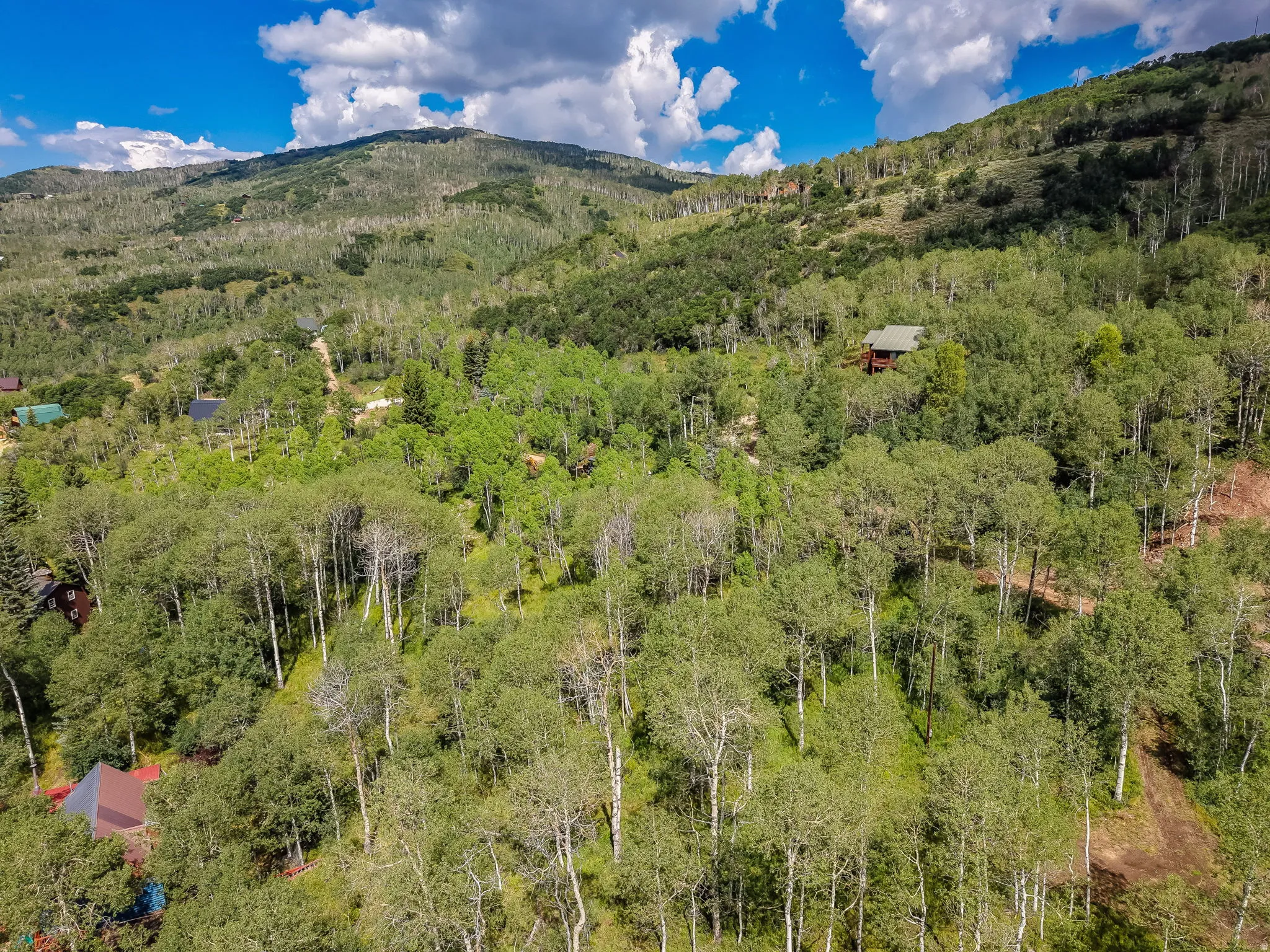 Lush mountain landscape featuring dense deciduous and evergreen tree cover