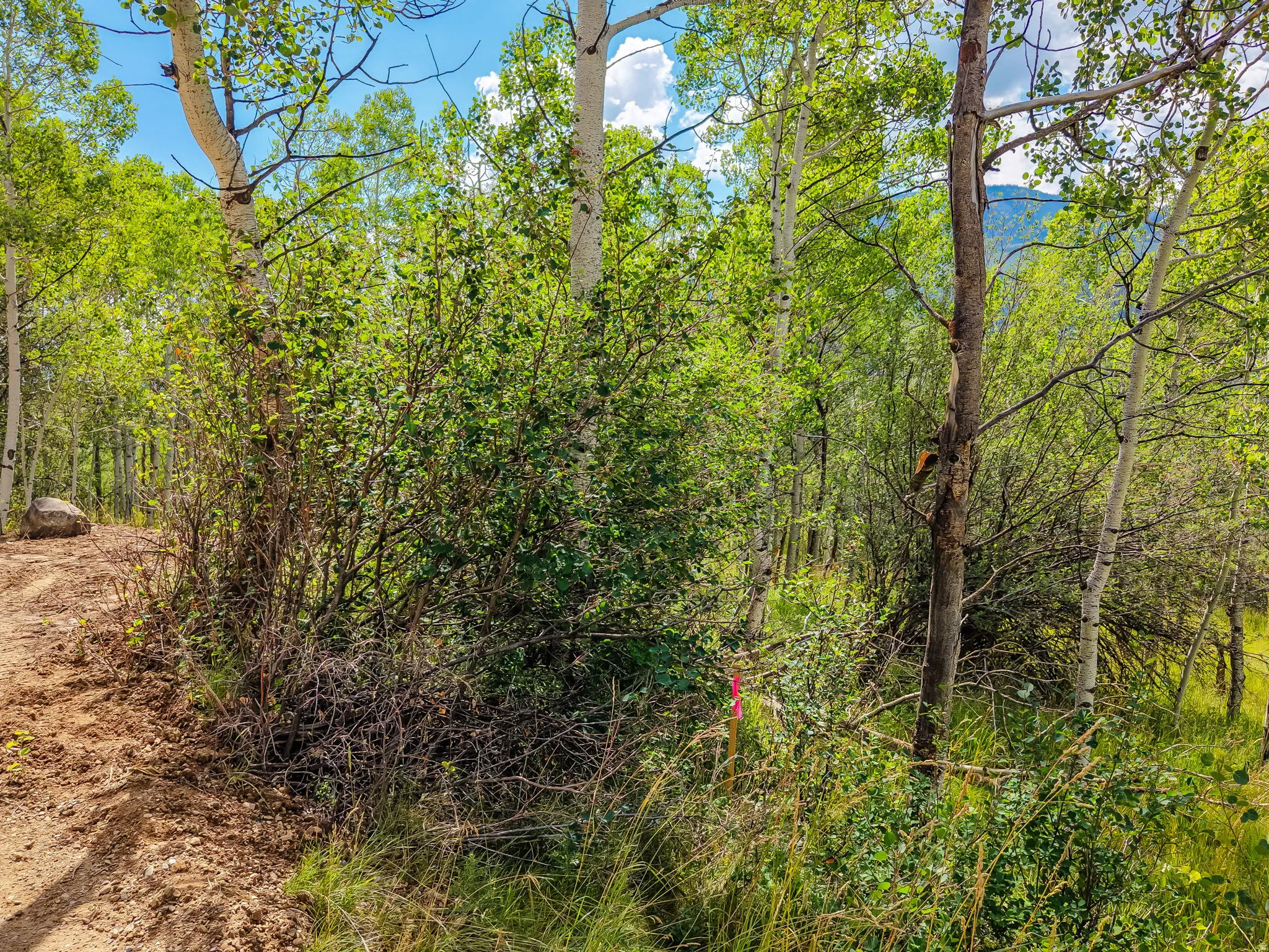Wooded property featuring a natural dirt path