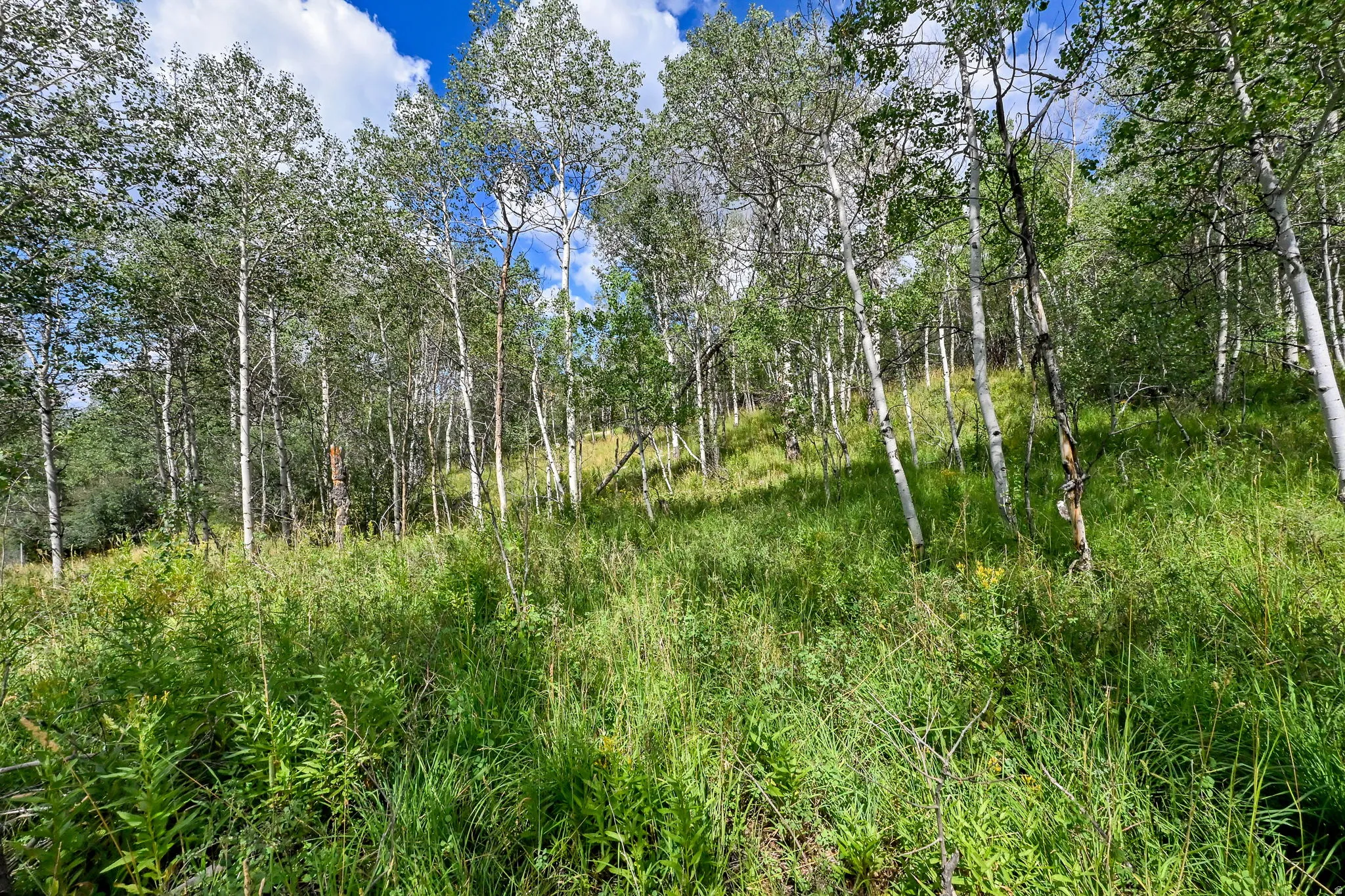 Wooded lot featuring mature aspen trees