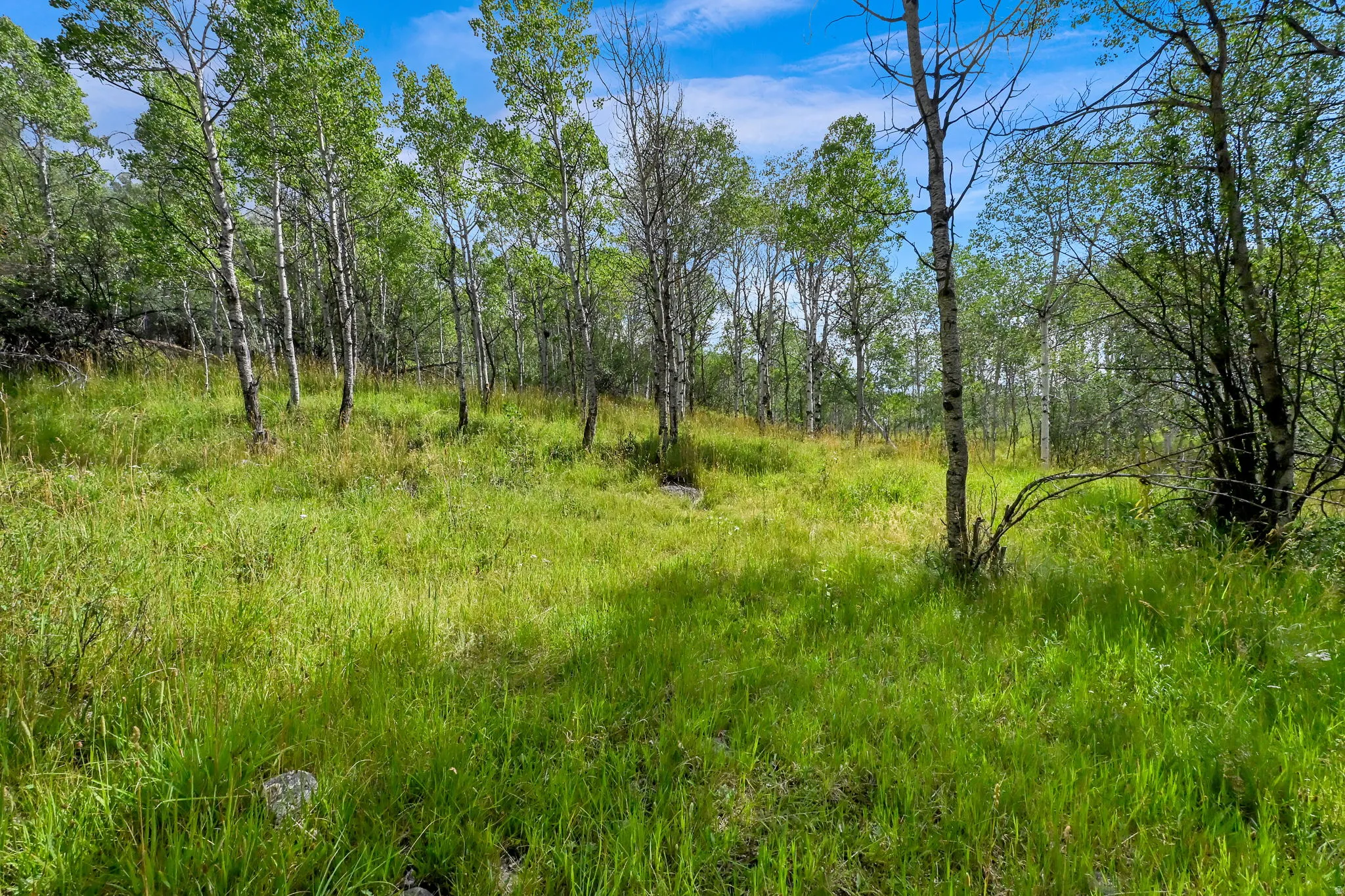 Expansive natural landscape featuring a clearing surrounded by numerous deciduous trees