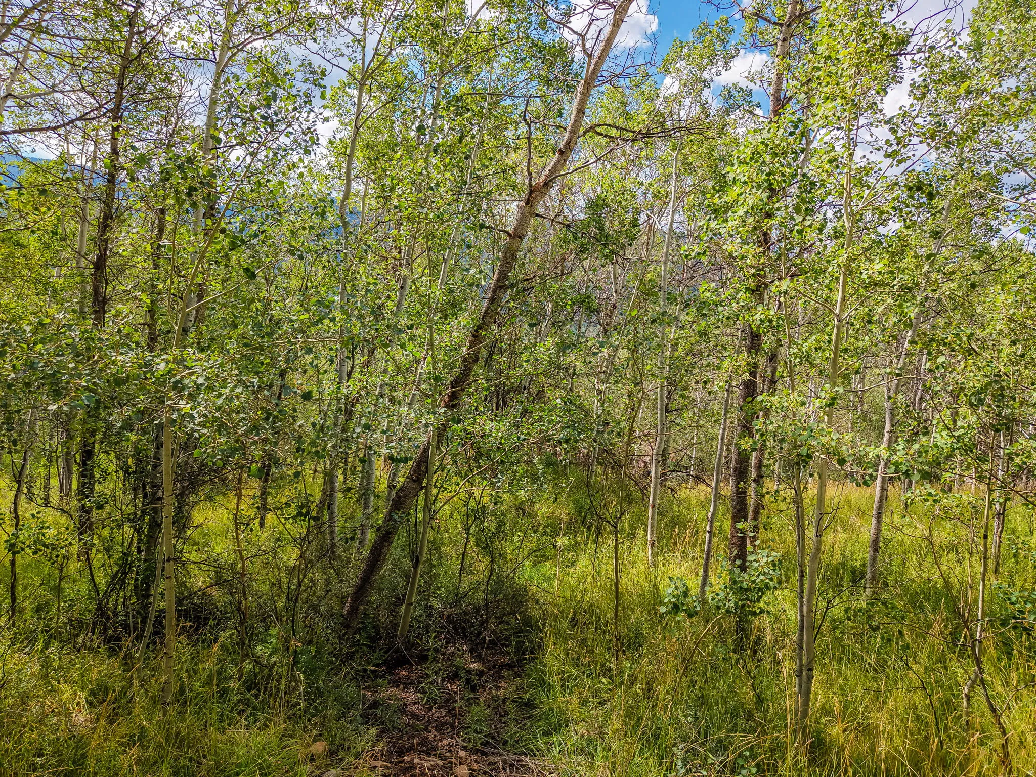 Expansive wooded lot featuring numerous deciduous trees with light green foliage, a partial blue sky with white clouds, and natural ground cover
