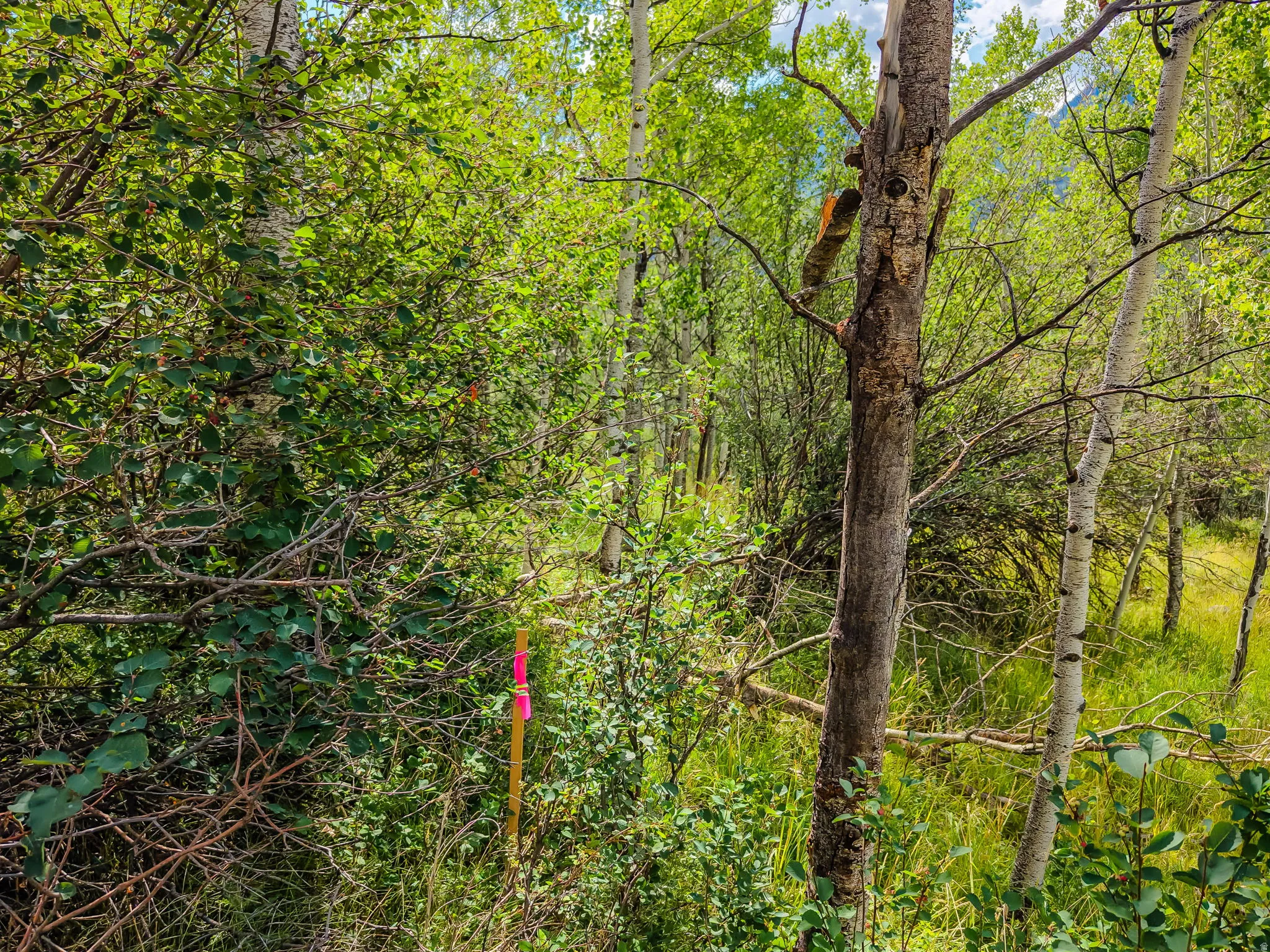 Natural wooded landscape featuring diverse foliage, mature trees, and varying terrain