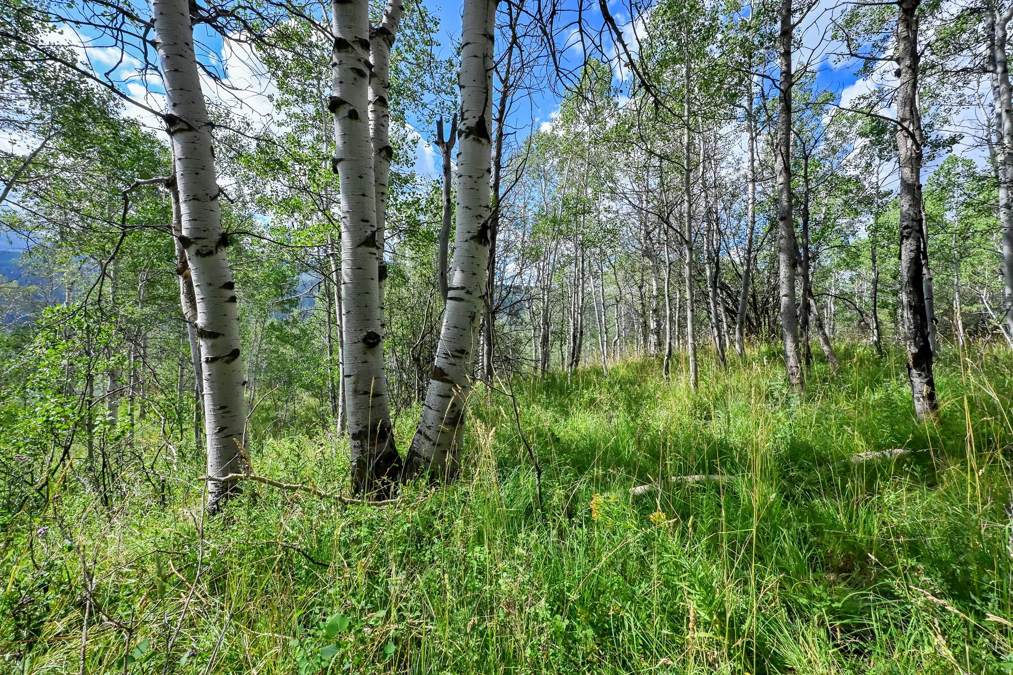 Dense wooded area featuring mature aspen trees and varied undergrowth